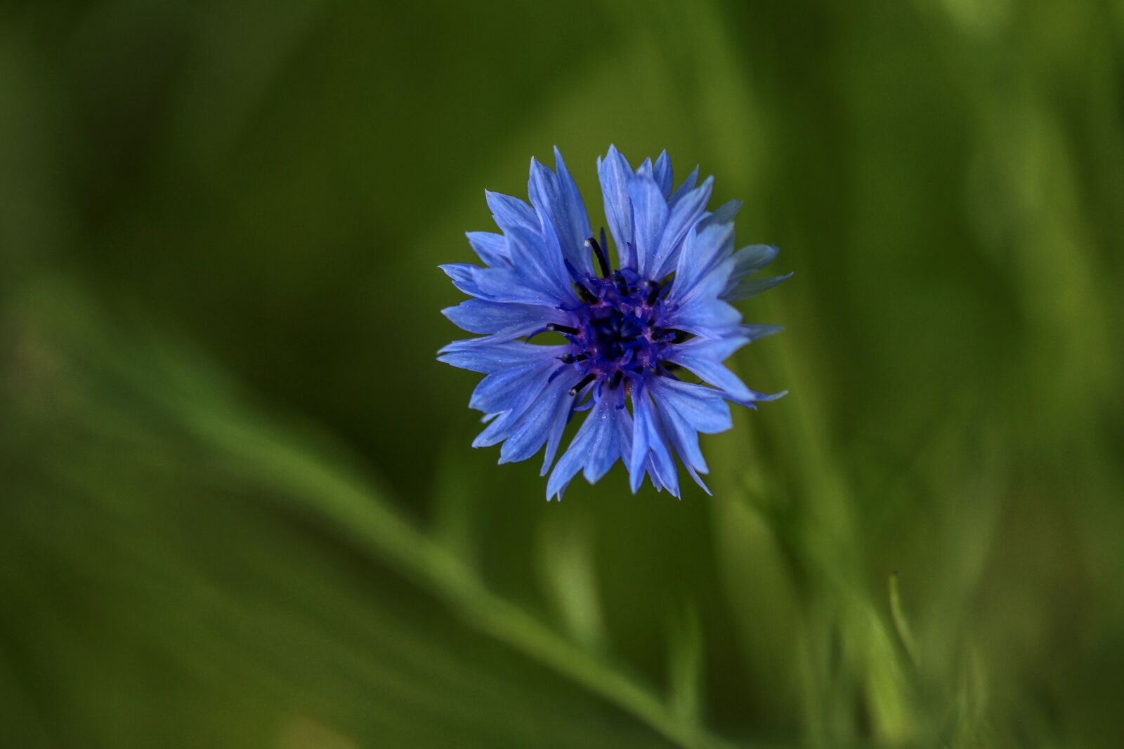 Canon EOS 80D sample photo. Blue, flower, bloom photography