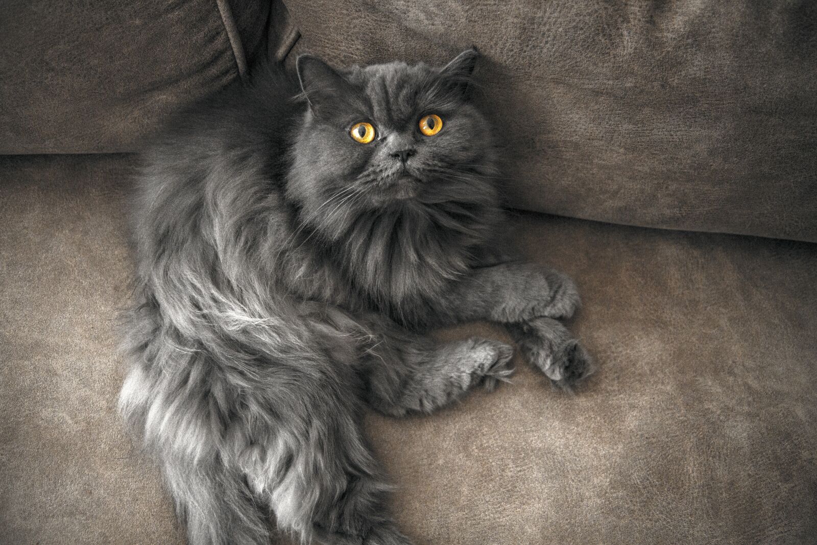 Canon EOS 7D sample photo. Cat, home, cute photography