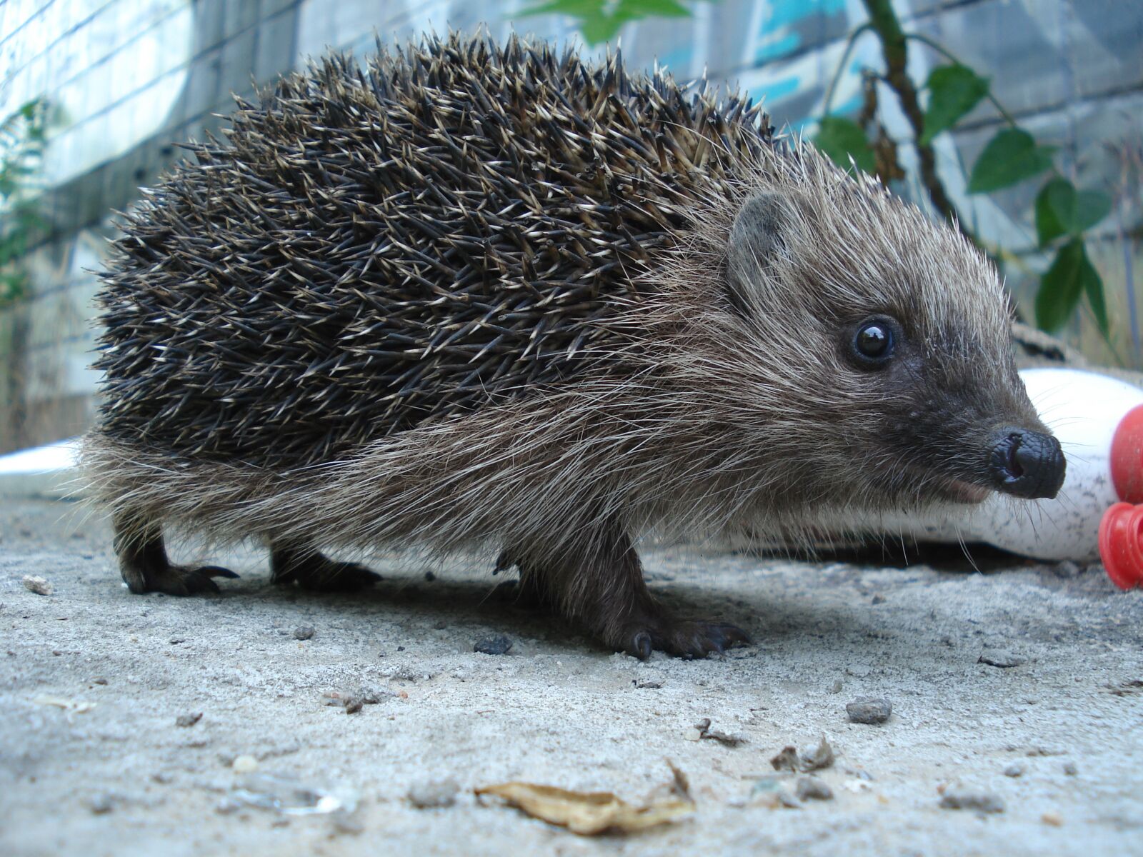 Sony DSC-W30 sample photo. Hedgehog, animals, forest photography