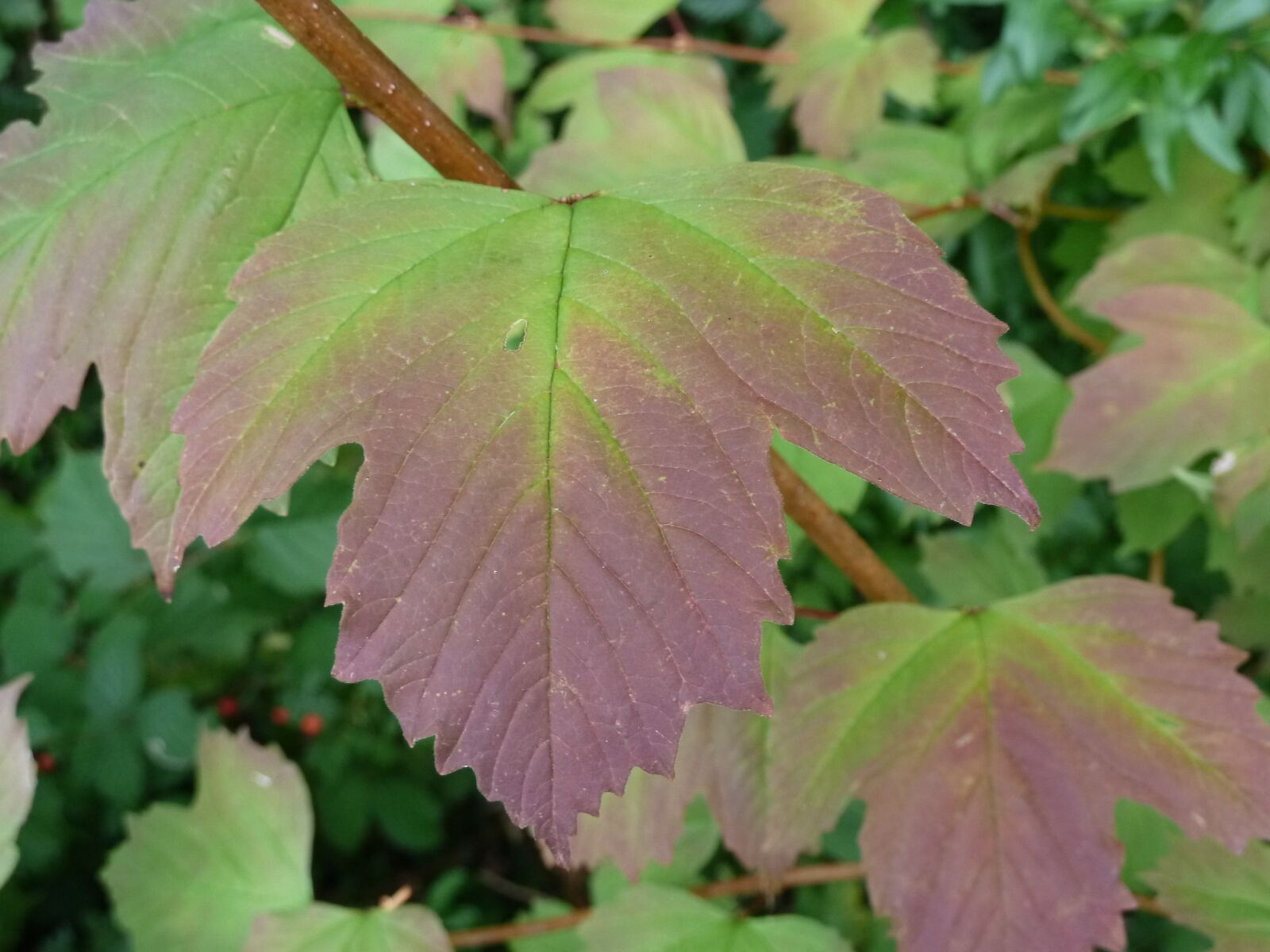 Panasonic Lumix DMC-ZS7 (Lumix DMC-TZ10) sample photo. Leaf, red, green photography