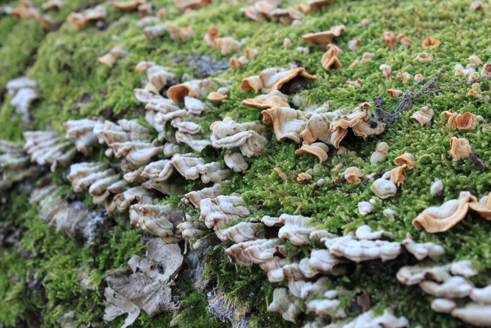 Canon EOS 500D (EOS Rebel T1i / EOS Kiss X3) sample photo. Bracket, fungi, fungus photography