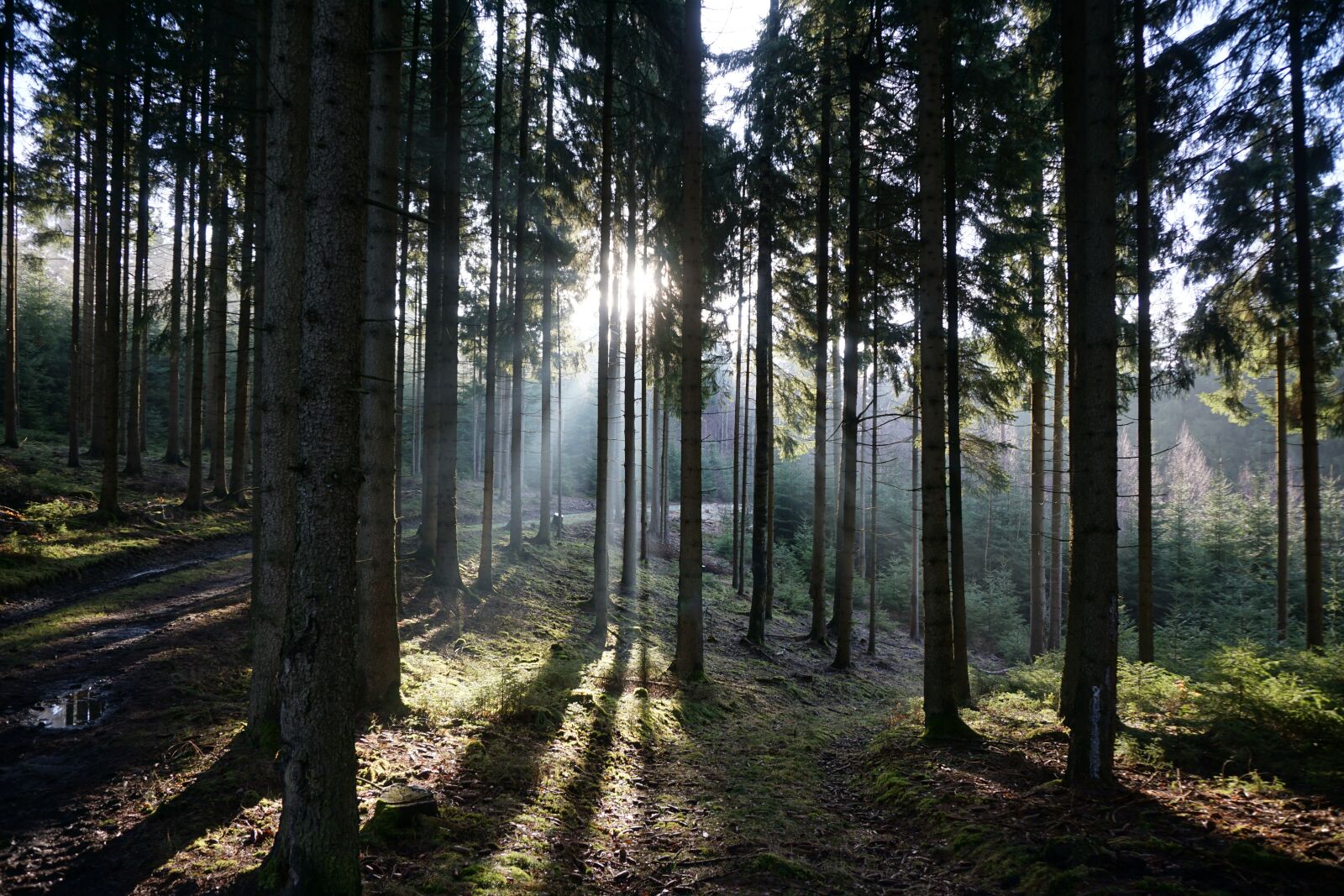 Sony a6000 sample photo. Forest, backlighting, trees photography