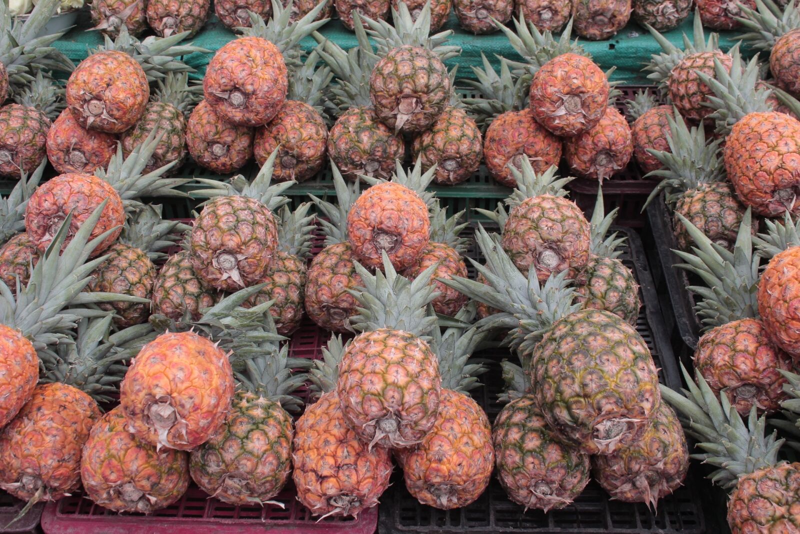 Canon EOS 650D (EOS Rebel T4i / EOS Kiss X6i) sample photo. Pineapple, gallery, fruit photography