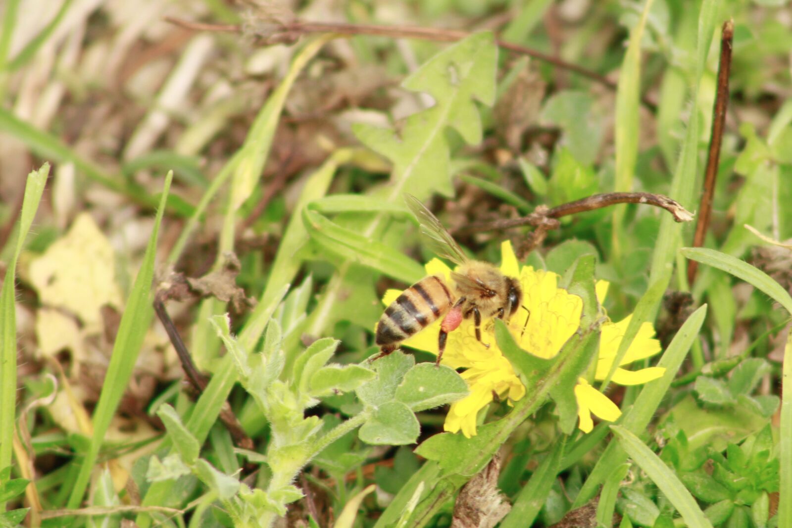 Canon EOS 60D + EF75-300mm f/4-5.6 sample photo. Bee, flower, nature photography