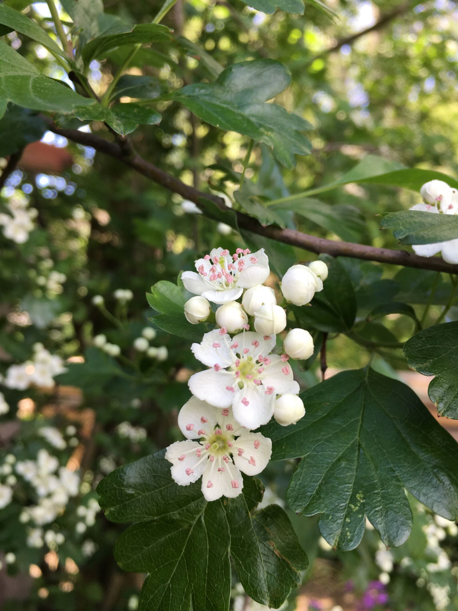 Apple iPhone 6s sample photo. Hawthorn, heart, nature photography