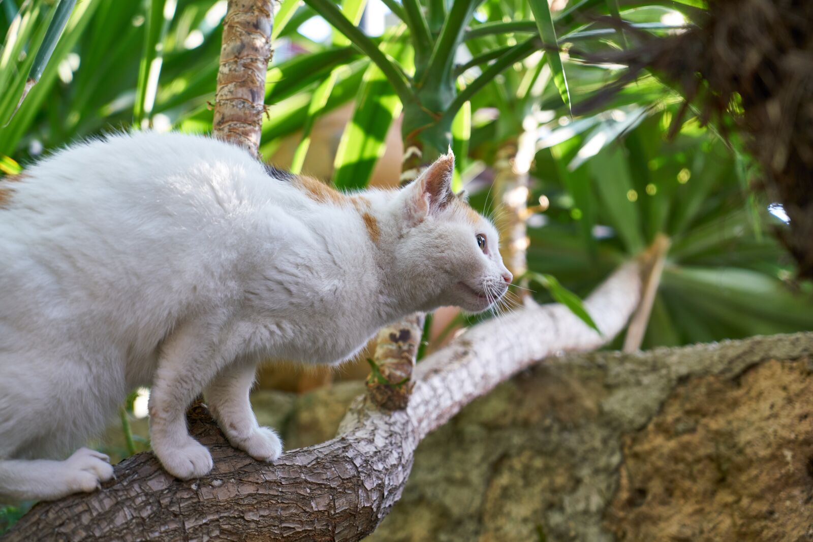 Sony a7R II sample photo. Cat, animal, game photography