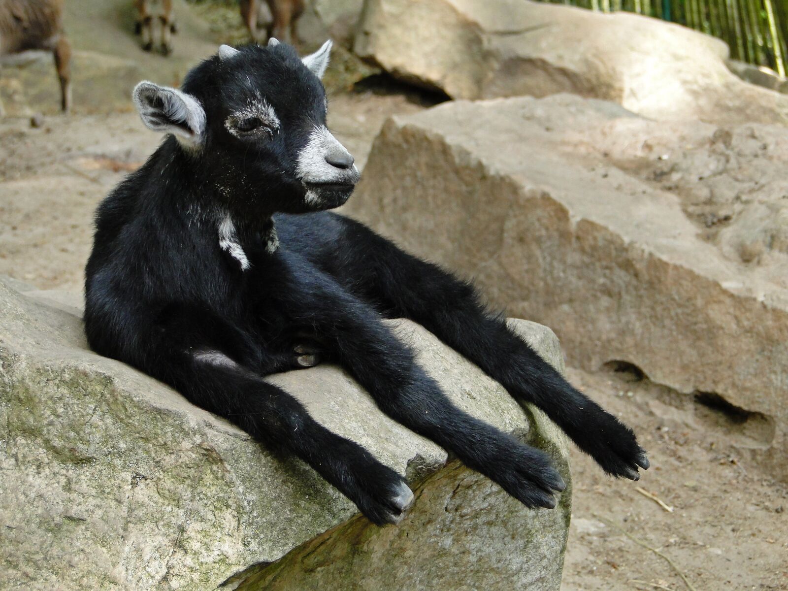 Sony Cyber-shot DSC-HX1 sample photo. Goat, kid, animal photography