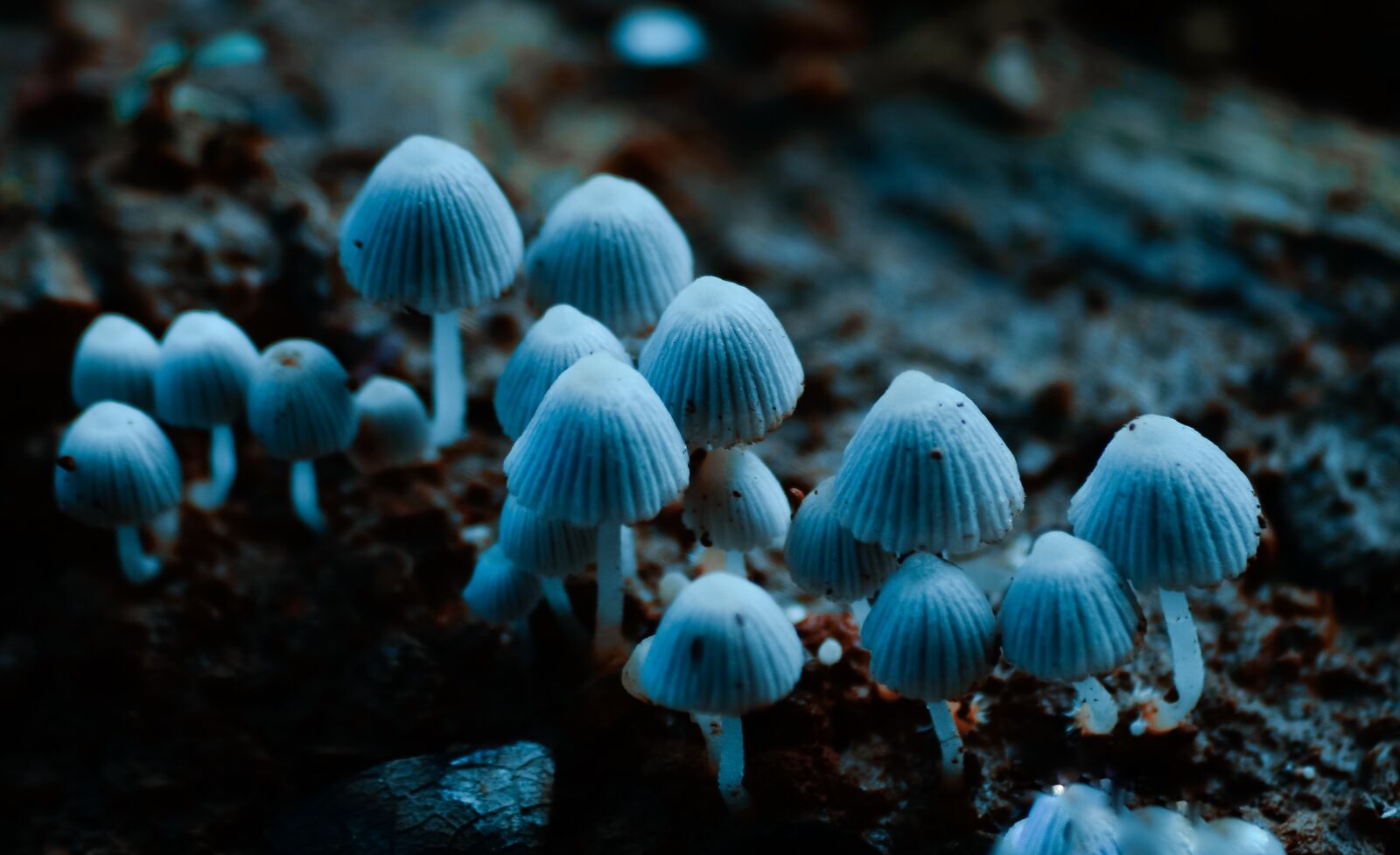 Nikon D5100 sample photo. Mushroom, colour, beautiful photography
