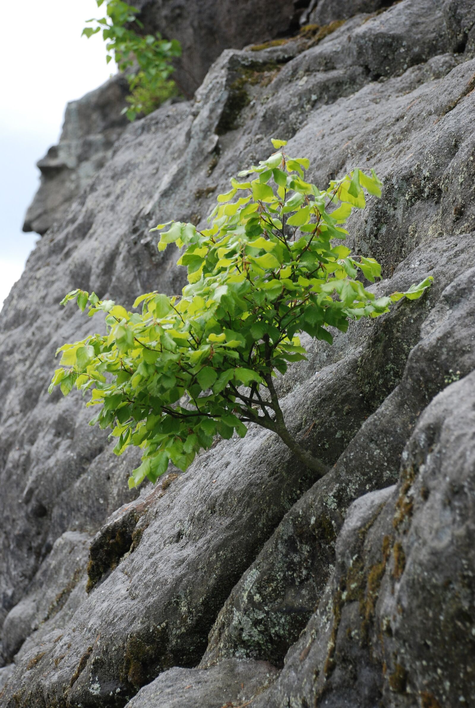 Nikon D80 sample photo. Nature, tree, green photography