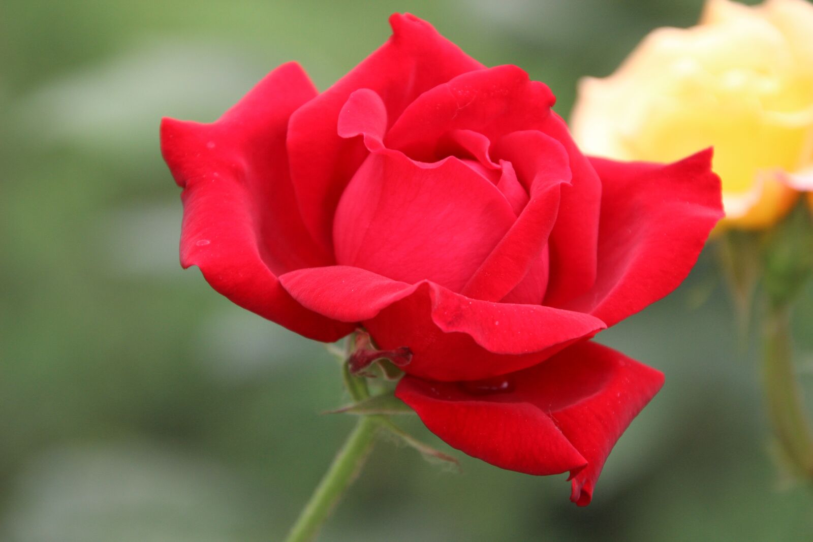Canon EOS 600D (Rebel EOS T3i / EOS Kiss X5) sample photo. Rose, red flower, red photography