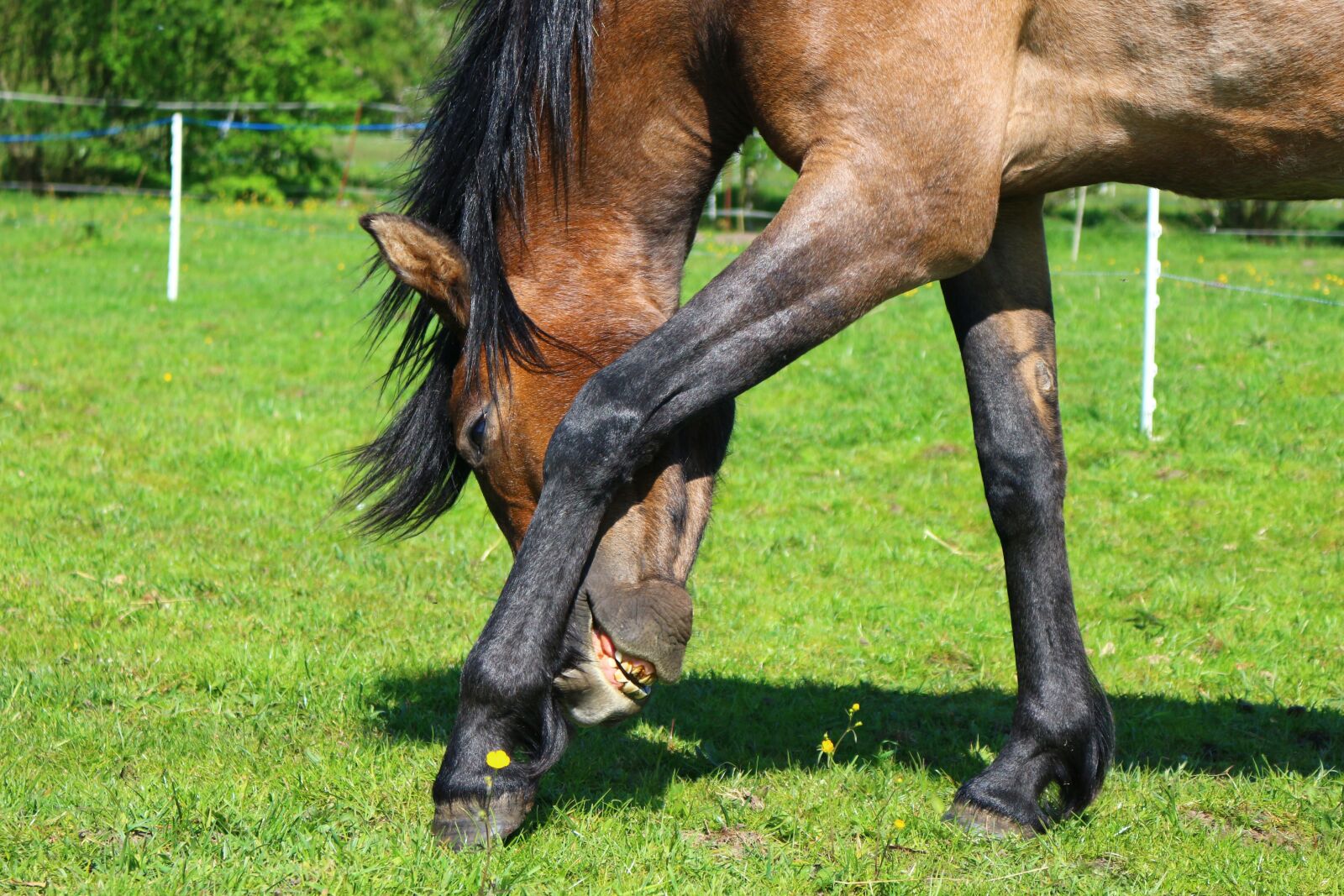 Canon EOS 100D (EOS Rebel SL1 / EOS Kiss X7) sample photo. Horse, brown mold, thoroughbred photography