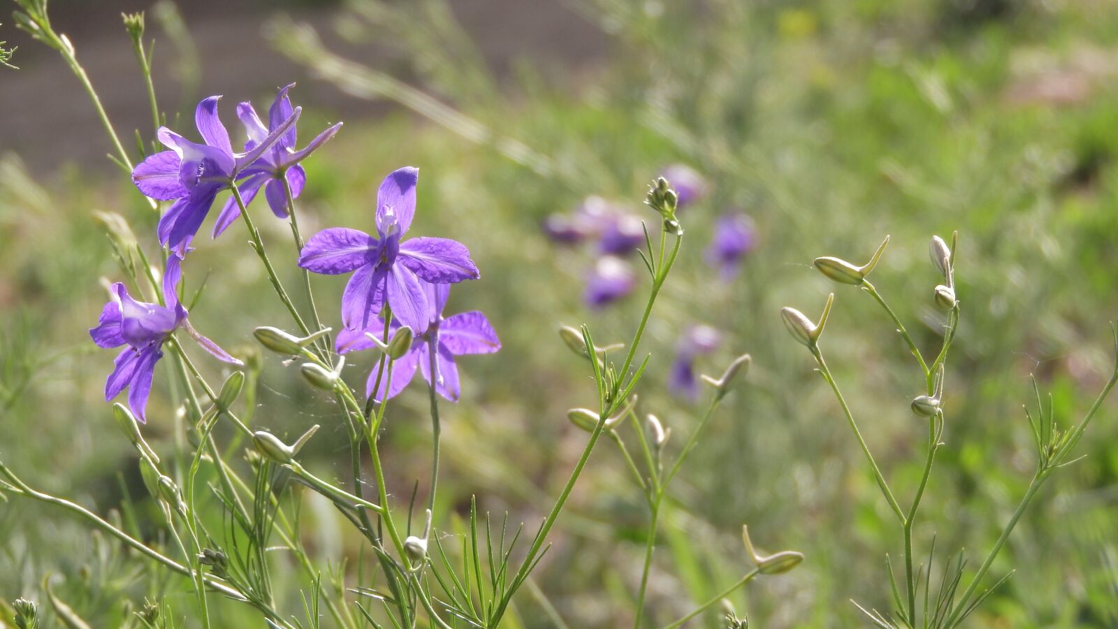 Nikon Coolpix P610 sample photo. The flowers in the photography