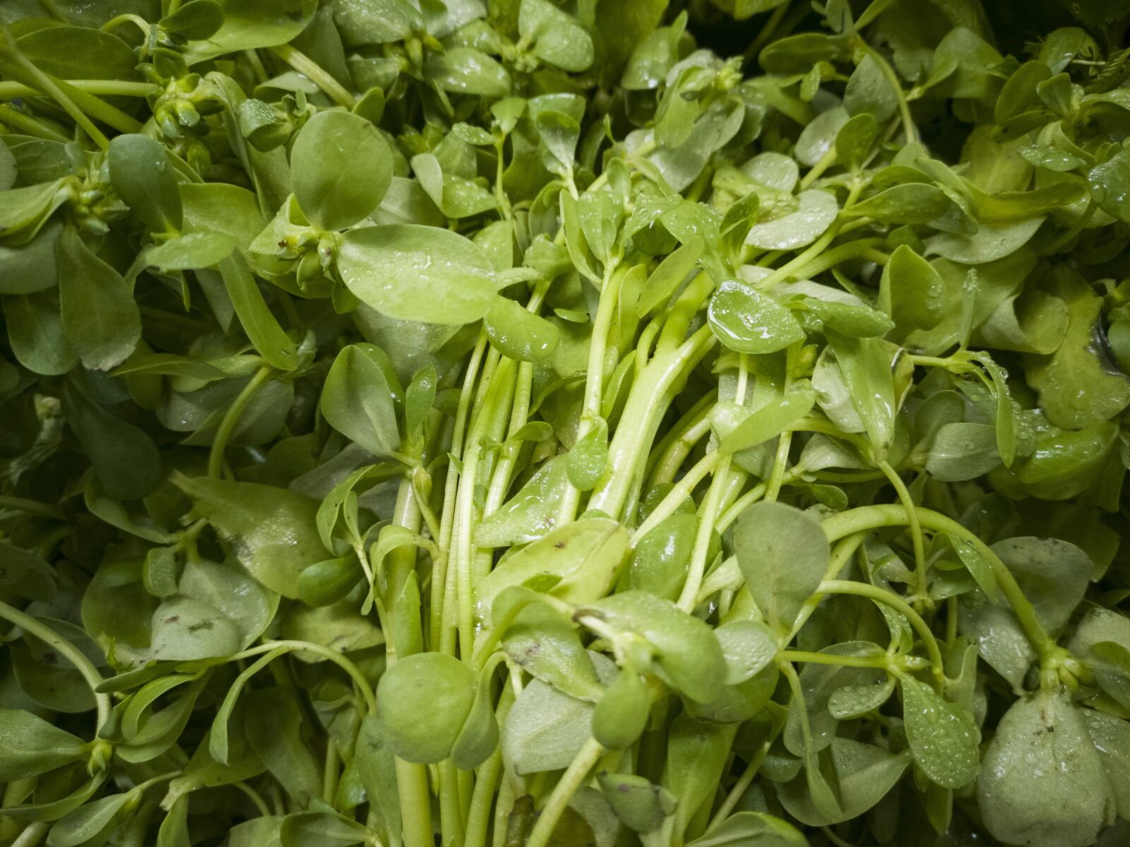 HUAWEI CLT-L09 sample photo. Spinach, vegetable, healthy photography