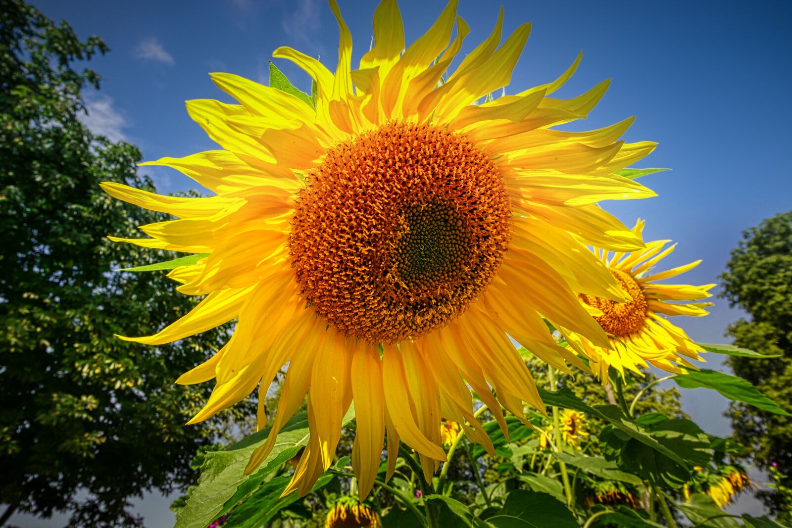Panasonic Lumix DMC-GX8 sample photo. Sunflower, flower, yellow photography