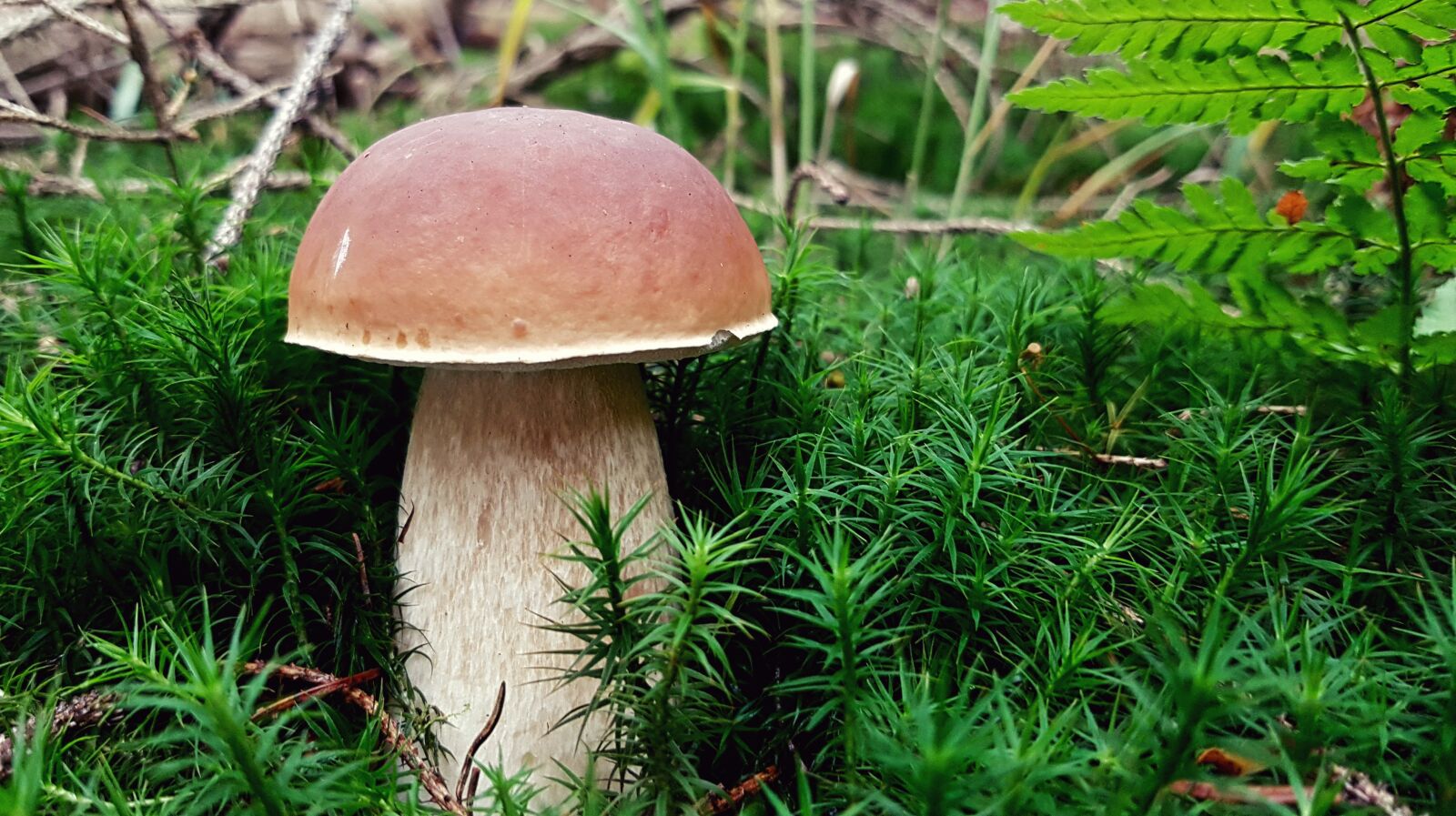 Samsung Galaxy S7 sample photo. Mushroom, cep, forest photography