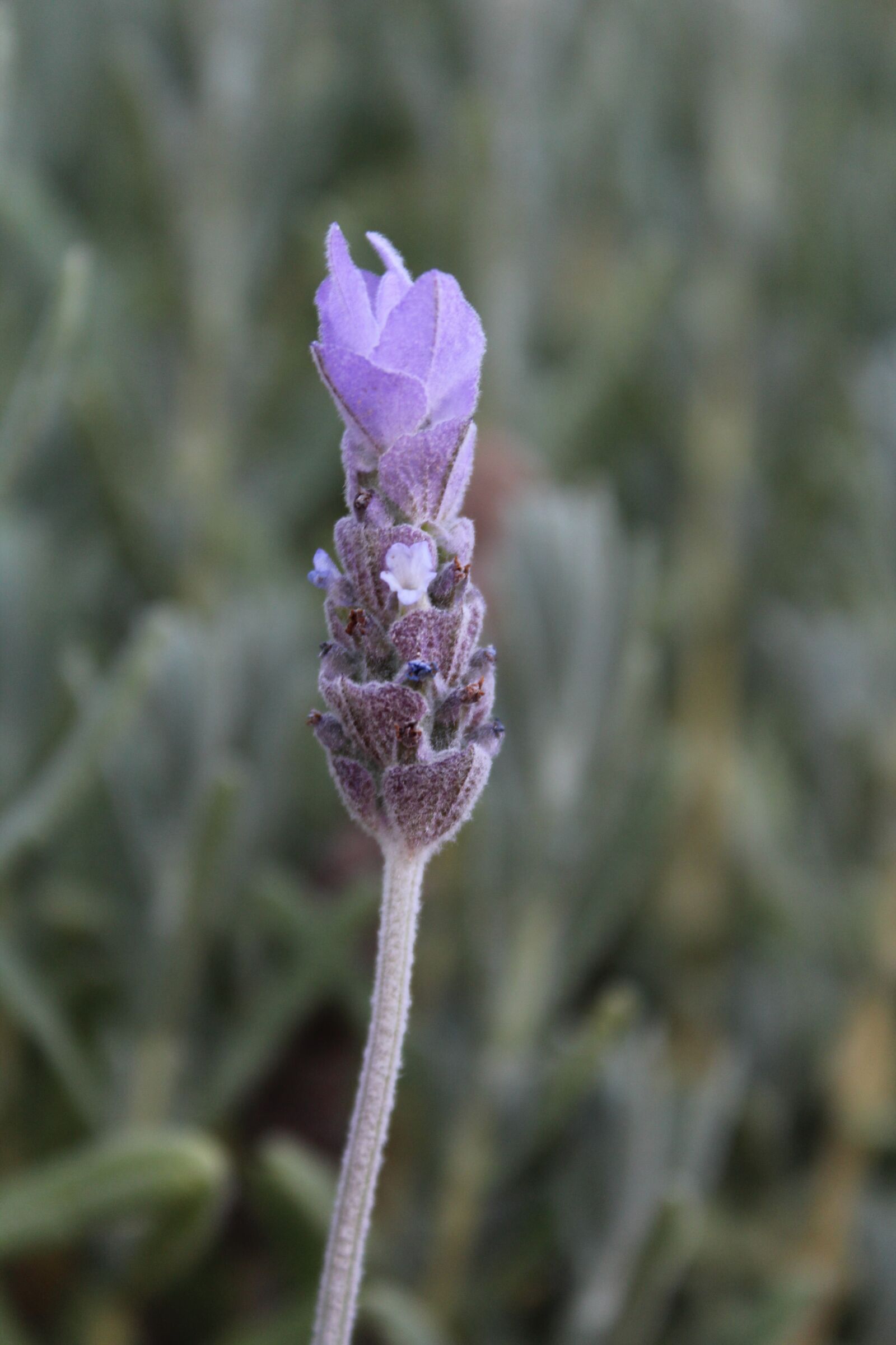 Canon EOS 1200D (EOS Rebel T5 / EOS Kiss X70 / EOS Hi) sample photo. Lavender, flower, purple photography