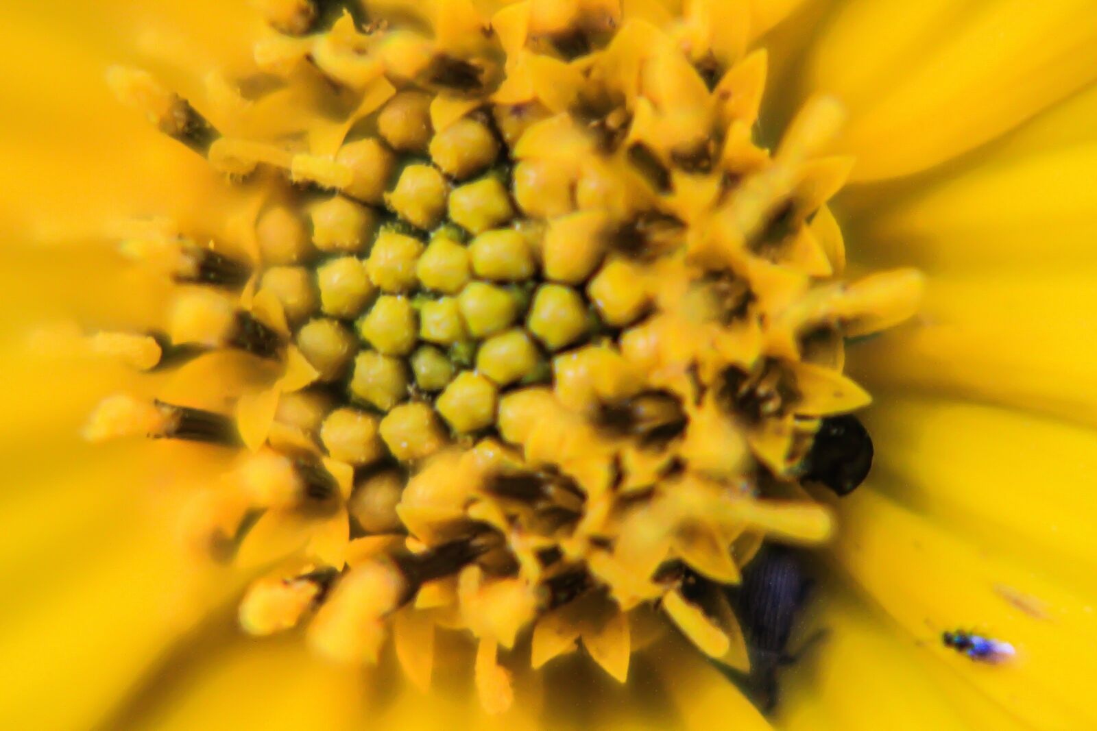 EF75-300mm f/4-5.6 sample photo. Macro, flower, blossom photography