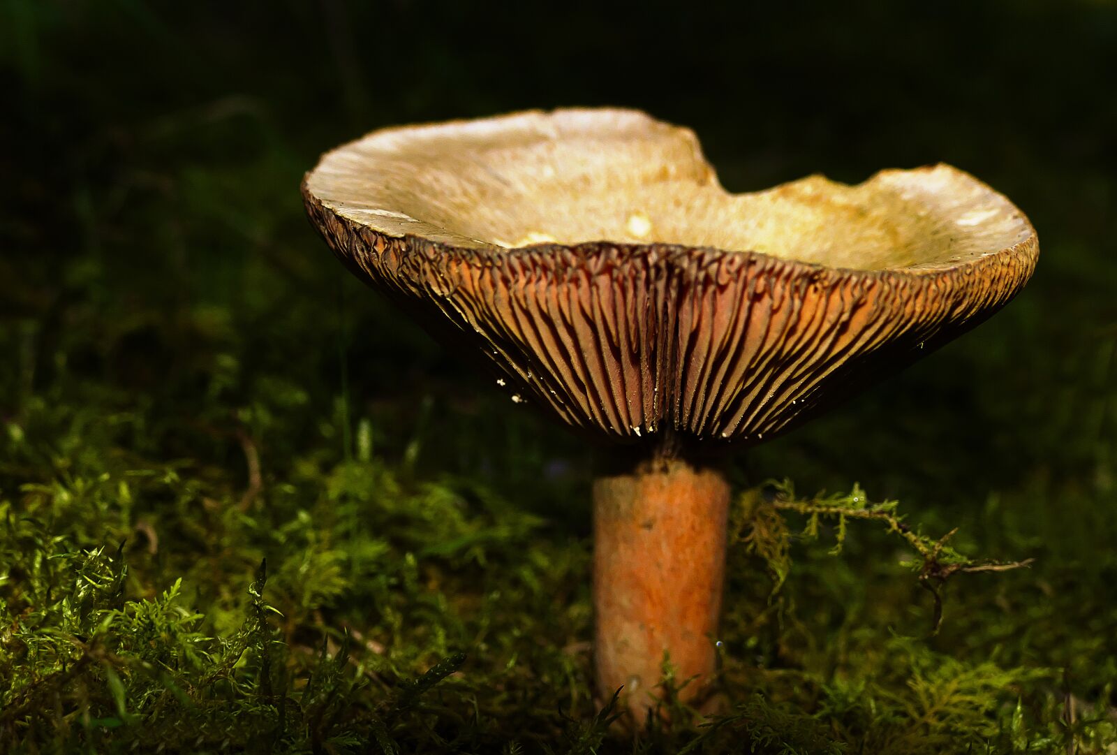 Panasonic Lumix DMC-FZ1000 sample photo. Mushroom, forest, moss photography