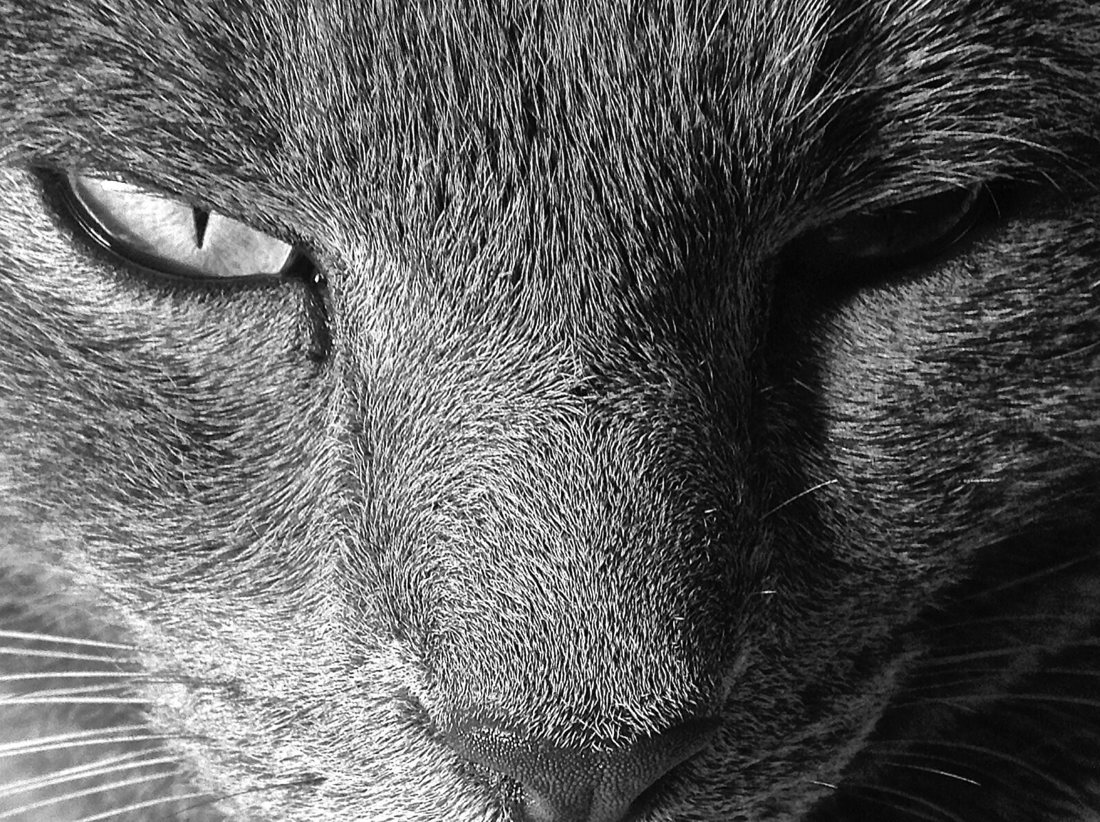Apple iPod touch sample photo. Cat, pet, animal photography