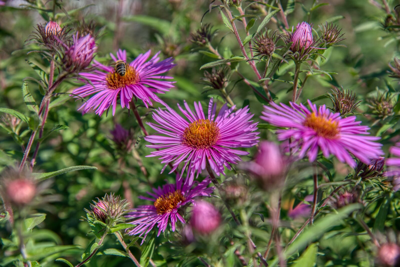 Nikon D750 sample photo. Asters, late summer, season photography