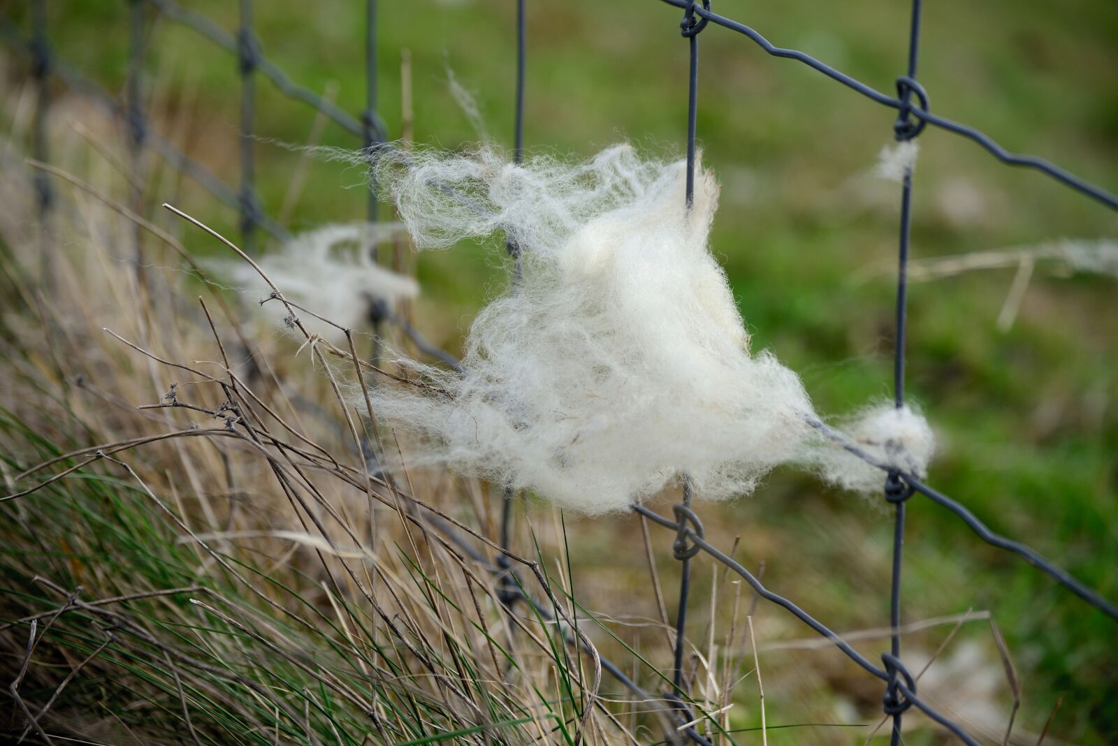 Nikon D610 sample photo. Pasture fence, wool, sheep photography