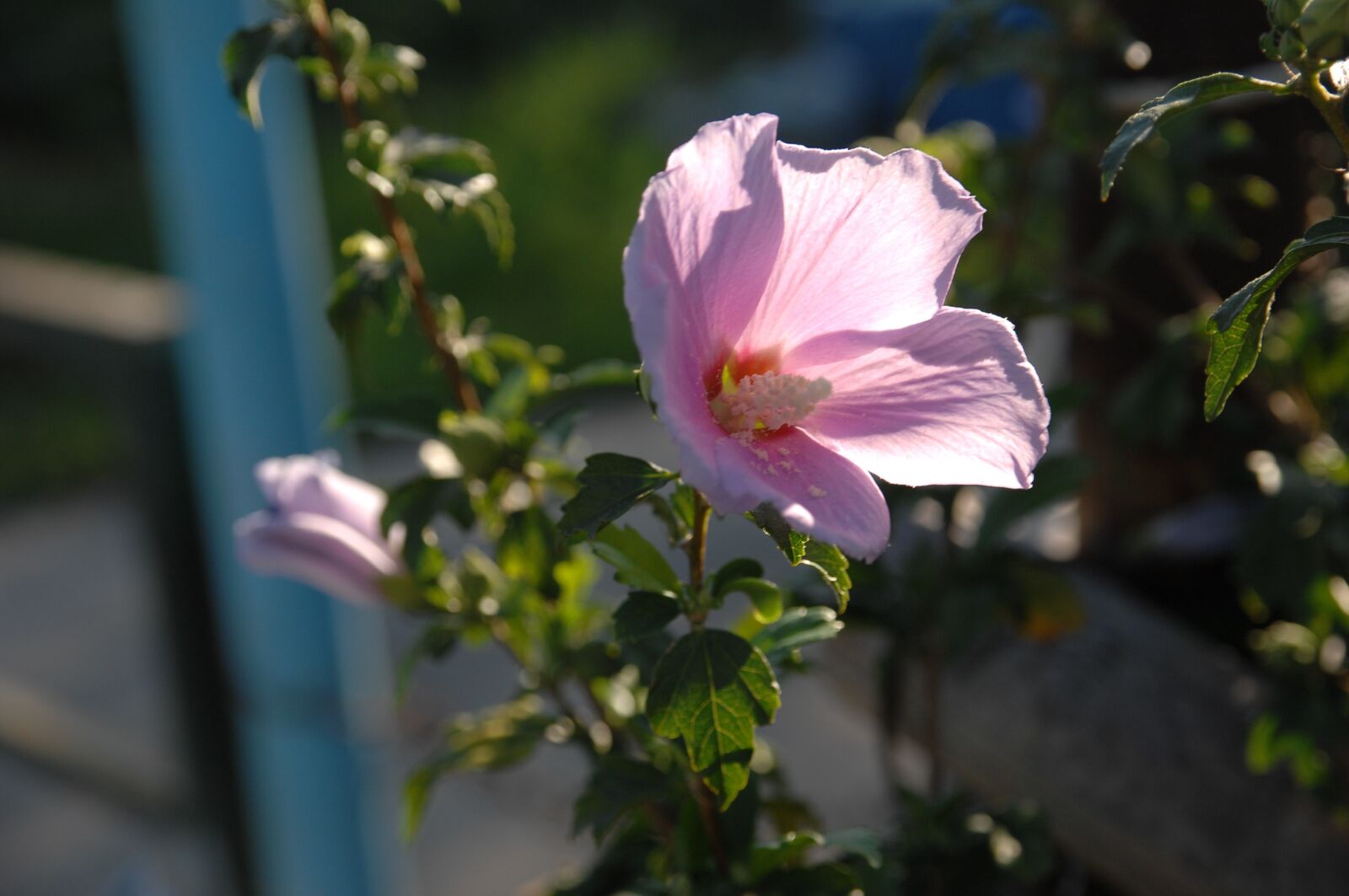 Nikon D2Xs sample photo. Rose of sharon, backlight photography