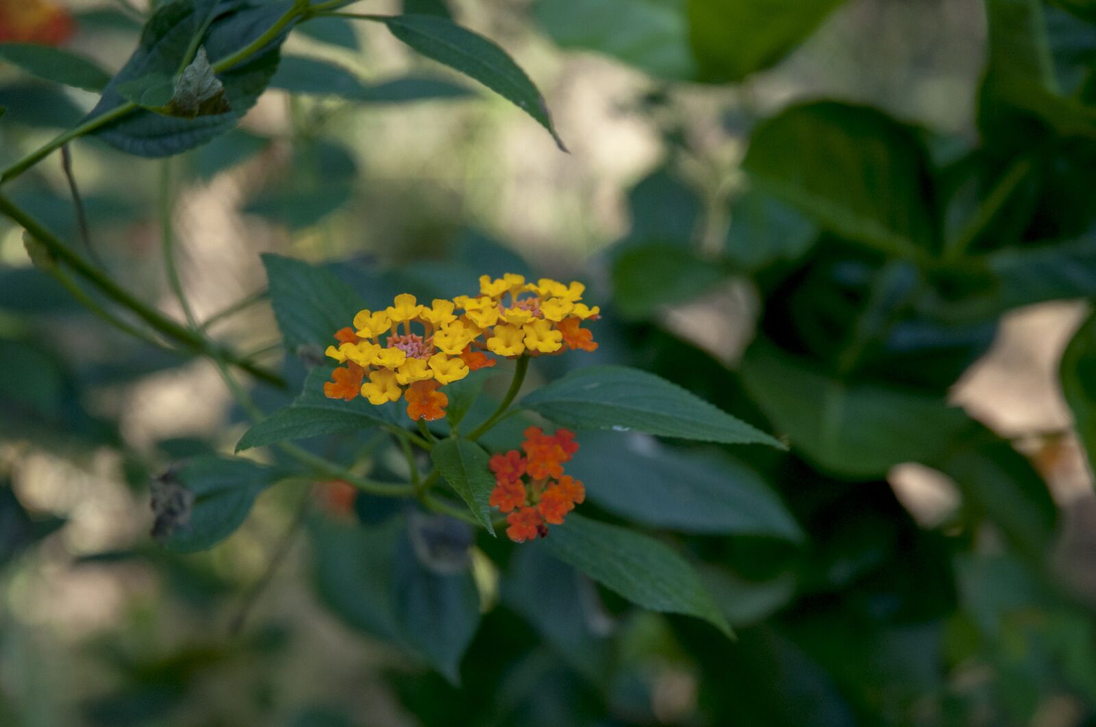 Nikon D90 sample photo. Flower, tree, nature photography