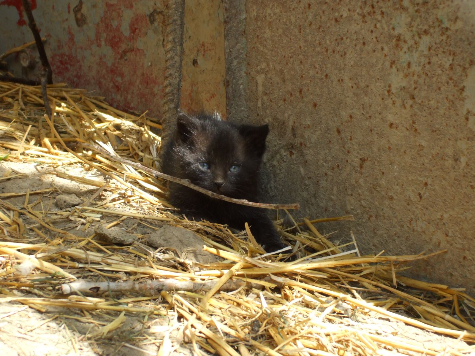 Fujifilm FinePix A800 sample photo. Black kitten, kitten, kitty photography