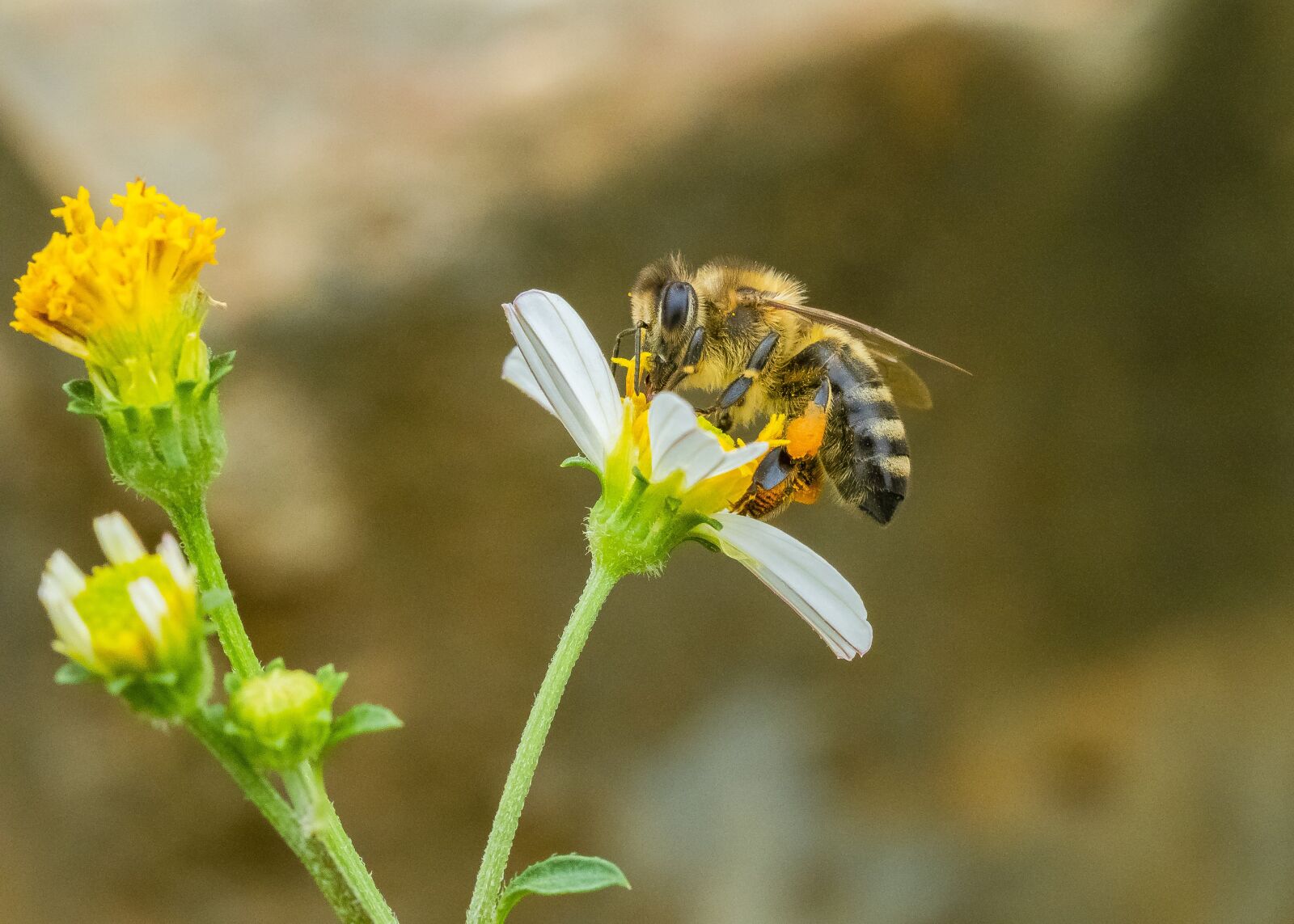 Olympus OM-D E-M1 Mark II sample photo. Macro, flower, bee photography
