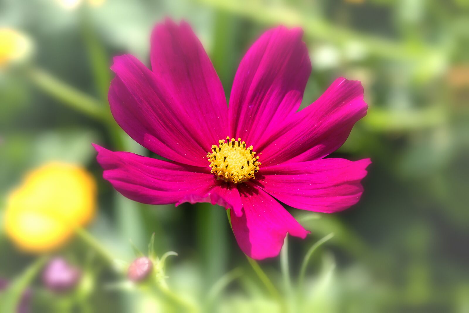 Canon EF 70-300mm F4-5.6 IS USM sample photo. Anemone, flower, plant photography
