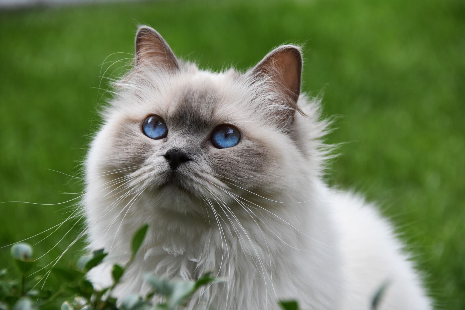 Nikon D7200 sample photo. Cat, pet, blue eyes photography