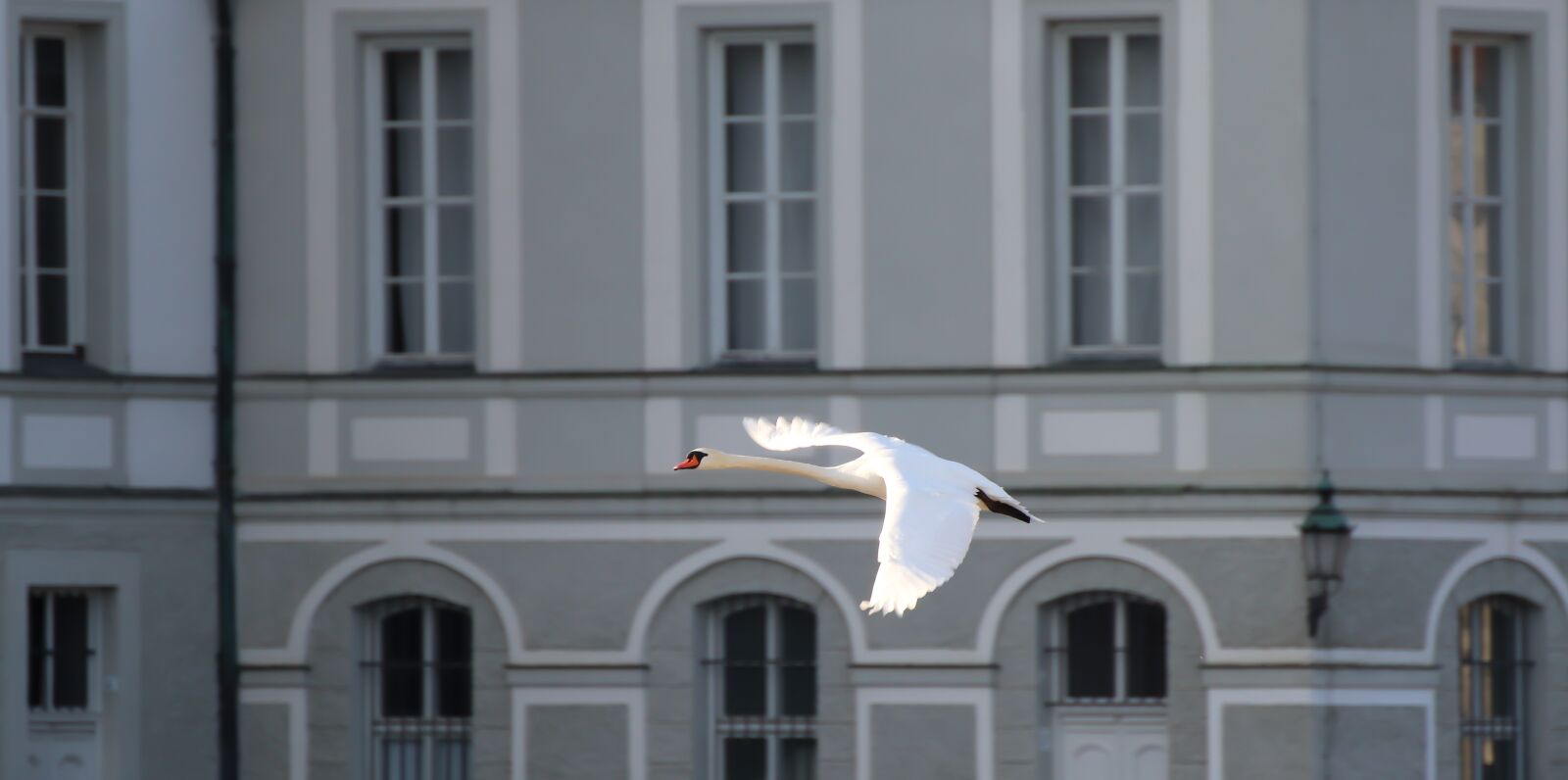 Canon EOS 200D (EOS Rebel SL2 / EOS Kiss X9) sample photo. Swan, flight, flying photography