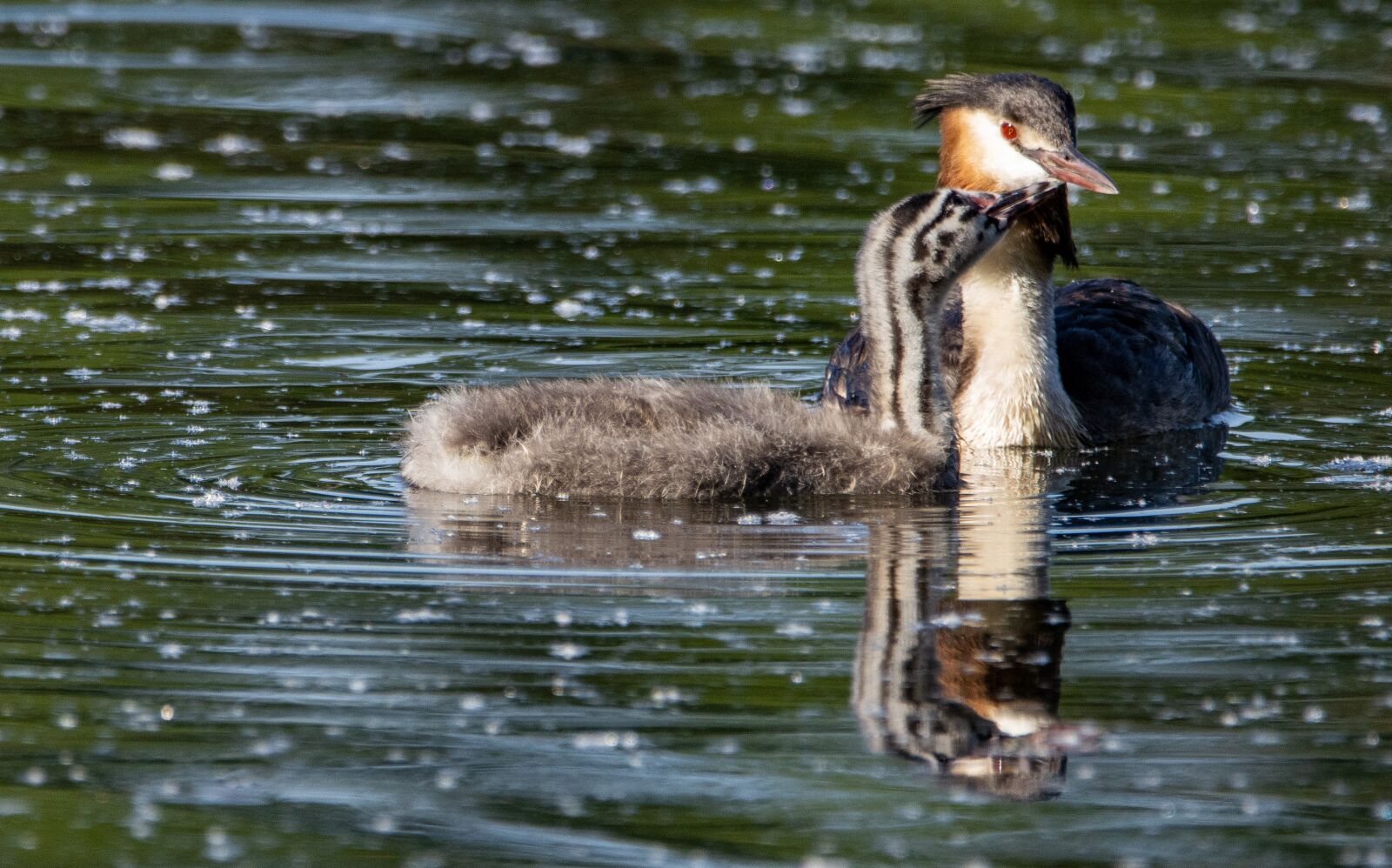 150-600mm F5-6.3 DG OS HSM | Contemporary 015 sample photo. Water bird, animal, water photography