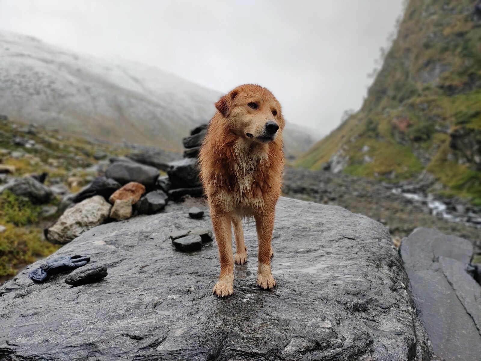 Xiaomi Redmi Note 7 Pro sample photo. Dog, animal, german wire photography