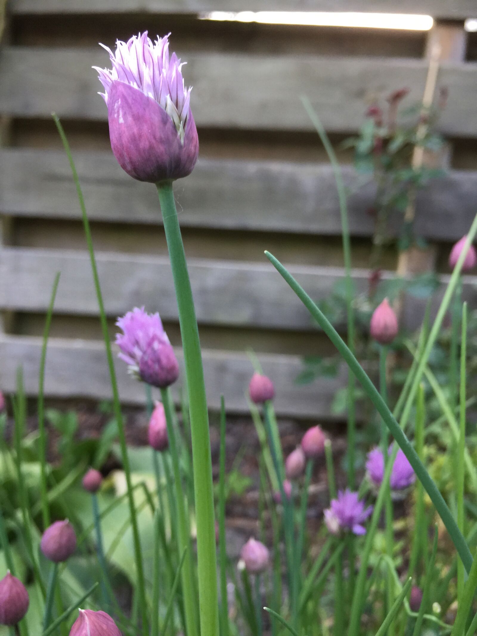 iPhone 6 Plus back camera 4.15mm f/2.2 sample photo. Chives, garden, purple photography
