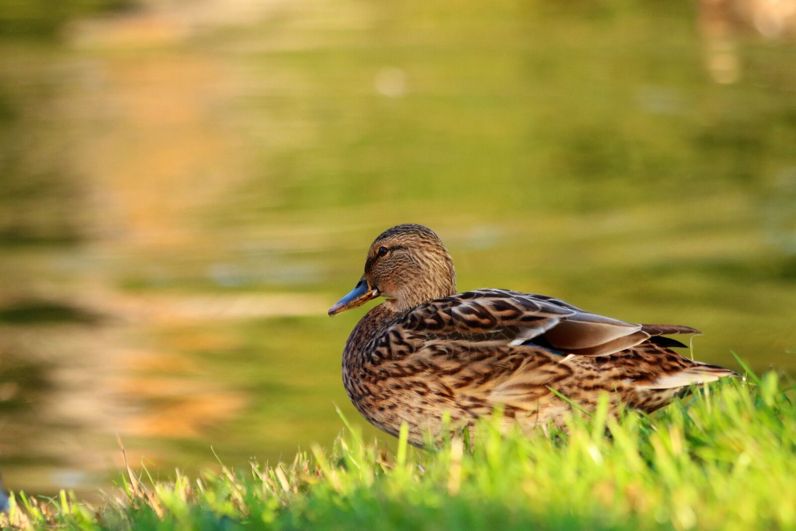 Canon EOS 750D (EOS Rebel T6i / EOS Kiss X8i) + Canon EF 70-300mm F4-5.6 IS USM sample photo. Duck, animal, pond photography