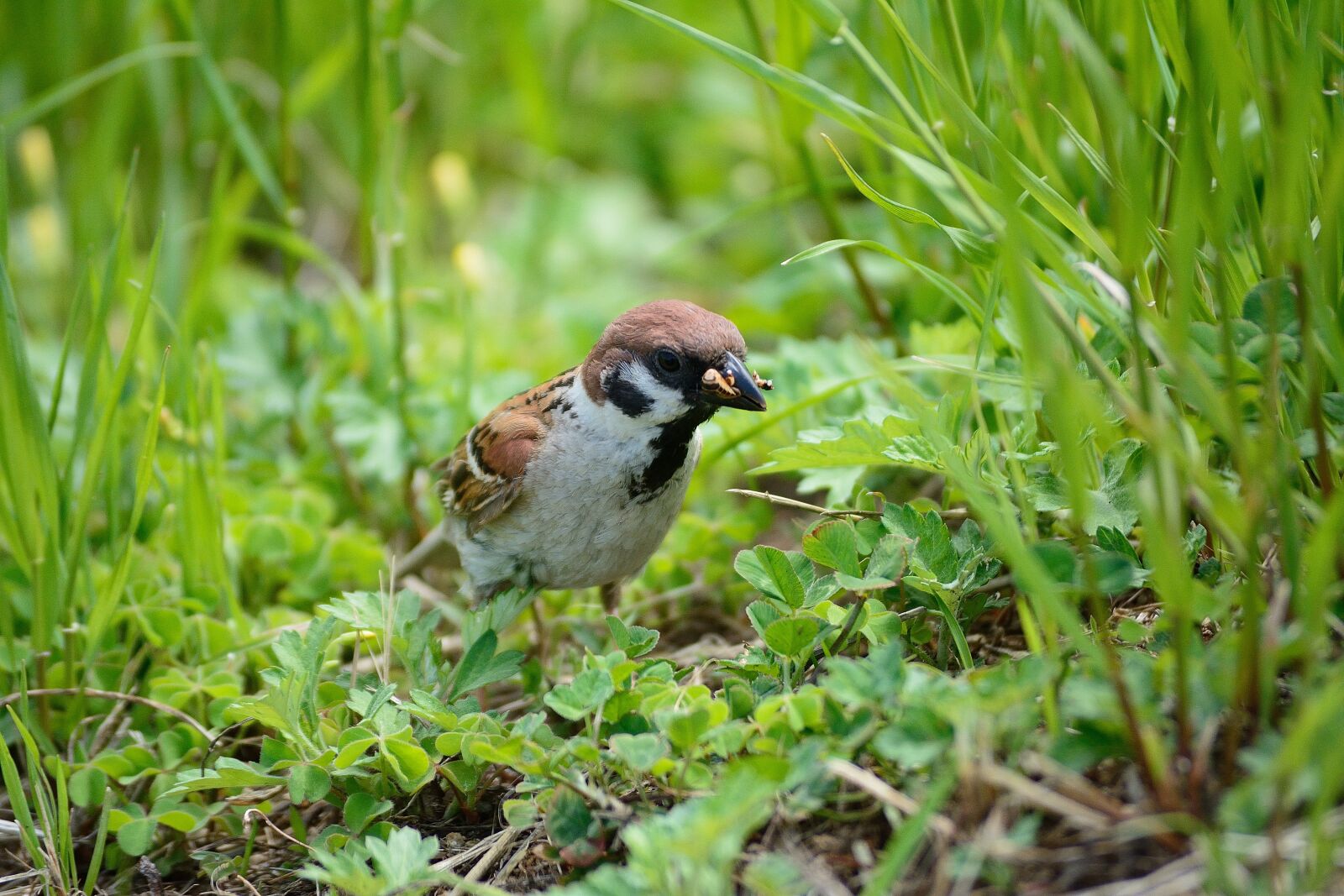 Nikon D7100 sample photo. Bird, nature, beak photography