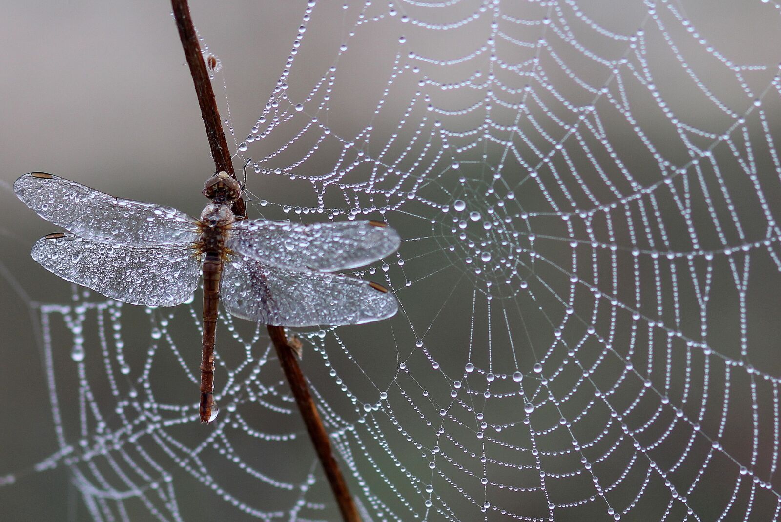 Canon EOS 700D (EOS Rebel T5i / EOS Kiss X7i) + Canon EF 85mm F1.8 USM sample photo. Dragonfly, dew, spider web photography