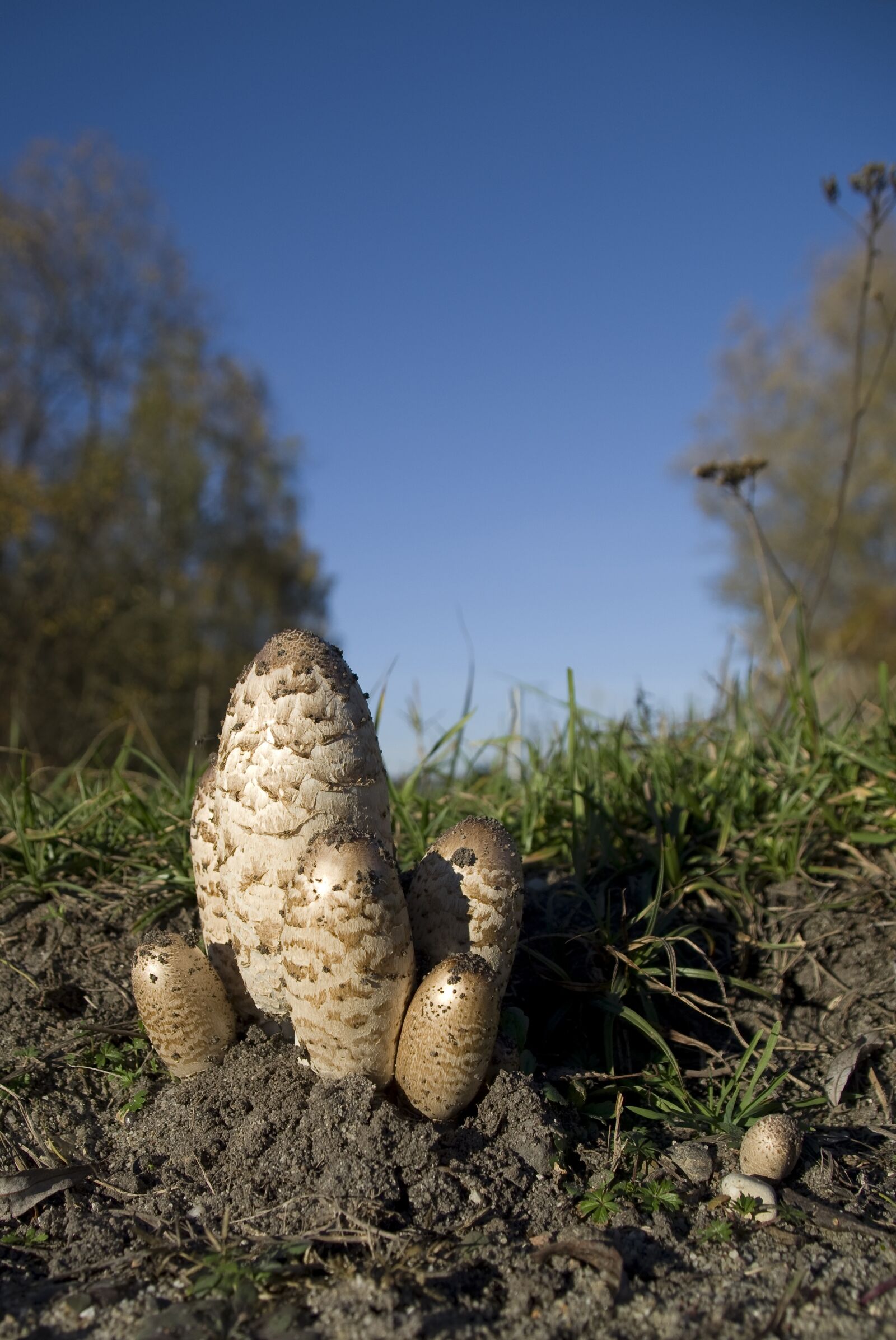 Pentax K-30 sample photo. Mushroom, autumn, schopf comatus photography