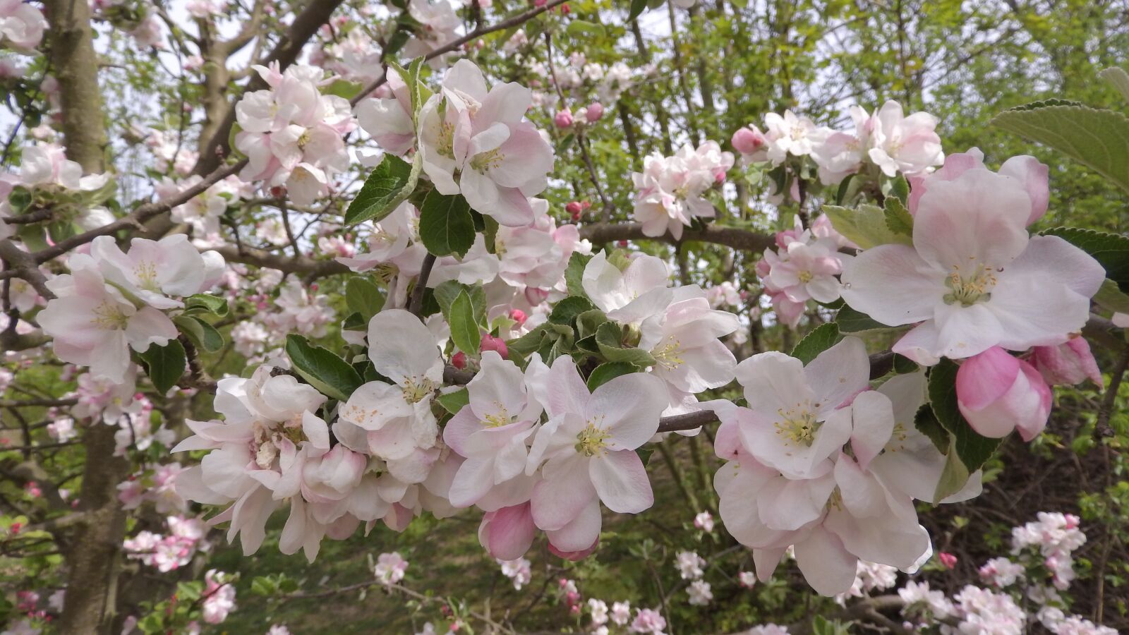 Nikon Coolpix P610 sample photo. Apple tree, flowers, twig photography