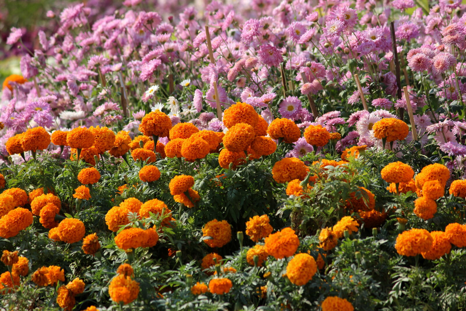 Canon EOS 600D (Rebel EOS T3i / EOS Kiss X5) sample photo. Orange, and, pink, petaled photography