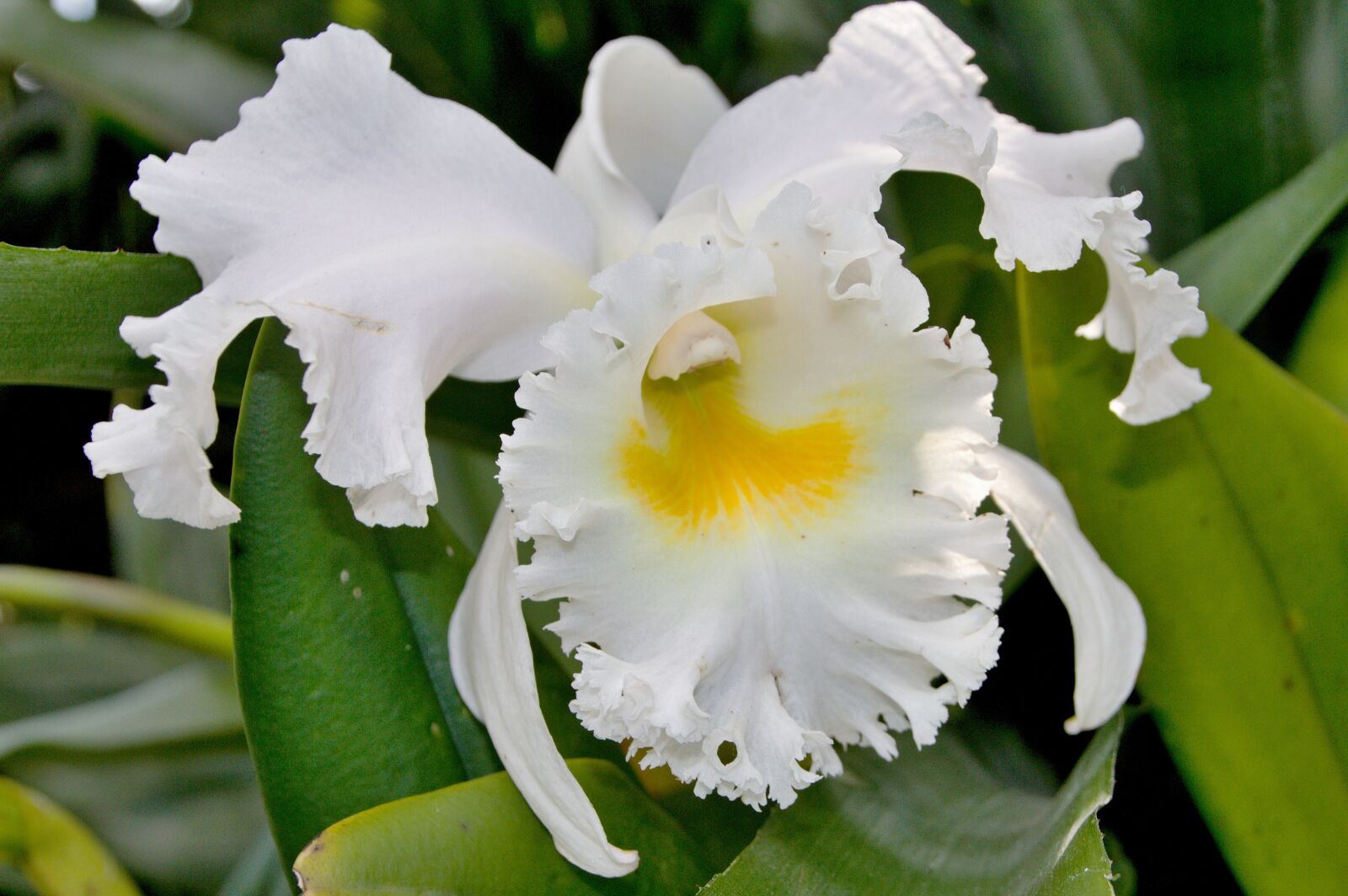 Canon EOS 7D sample photo. Flower, plant, nature photography