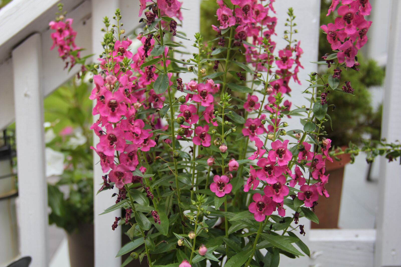 Canon EOS 550D (EOS Rebel T2i / EOS Kiss X4) sample photo. Pink flower, purple, plant photography