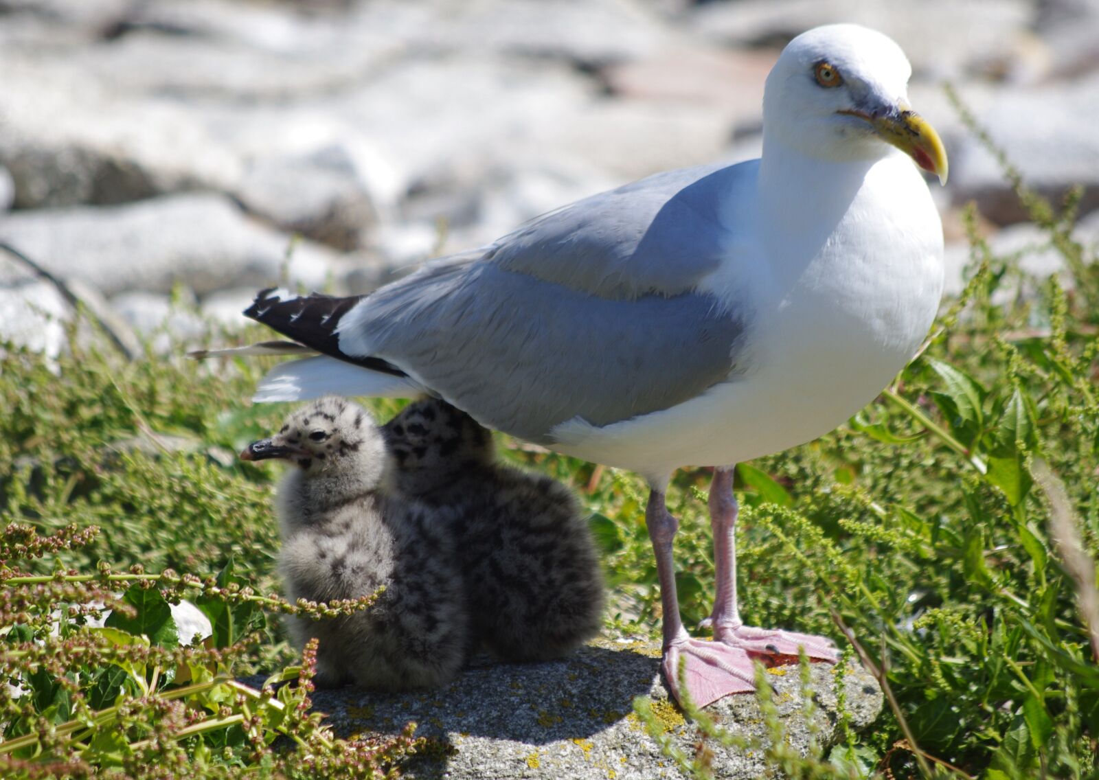 Pentax K-7 sample photo. Gull, chick, young photography