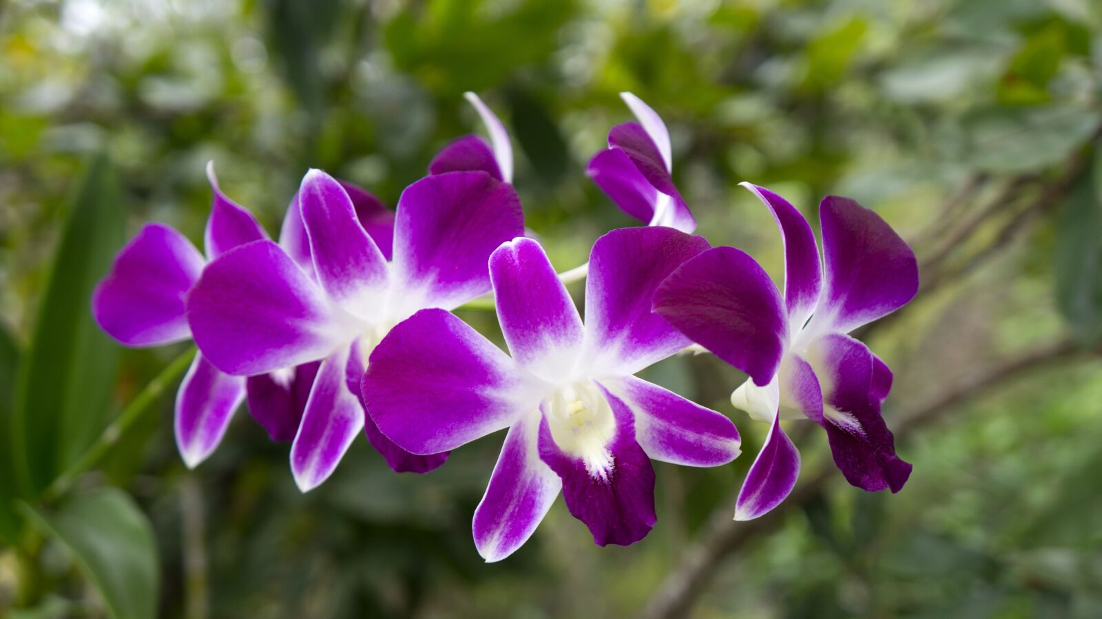 Sony Alpha NEX-F3 + Sony E 18-55mm F3.5-5.6 OSS sample photo. Orchids, flowers, natural photography