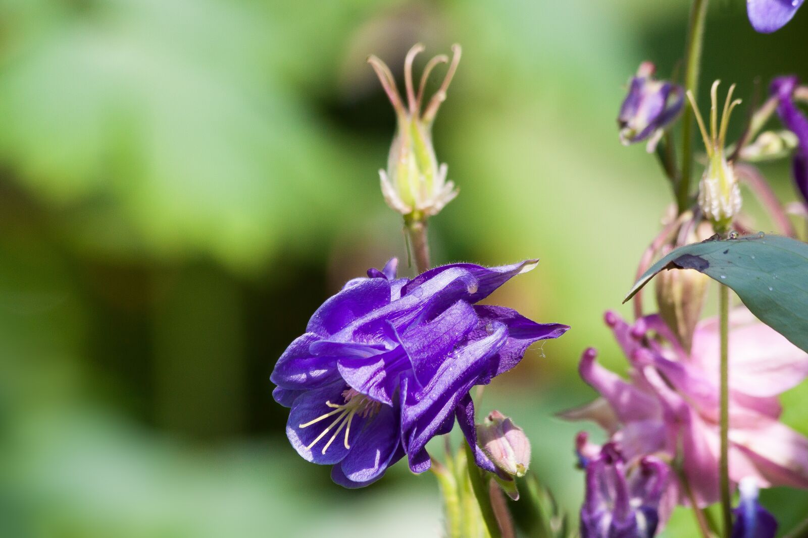 Canon EOS 50D sample photo. Columbine, flower, blossom photography