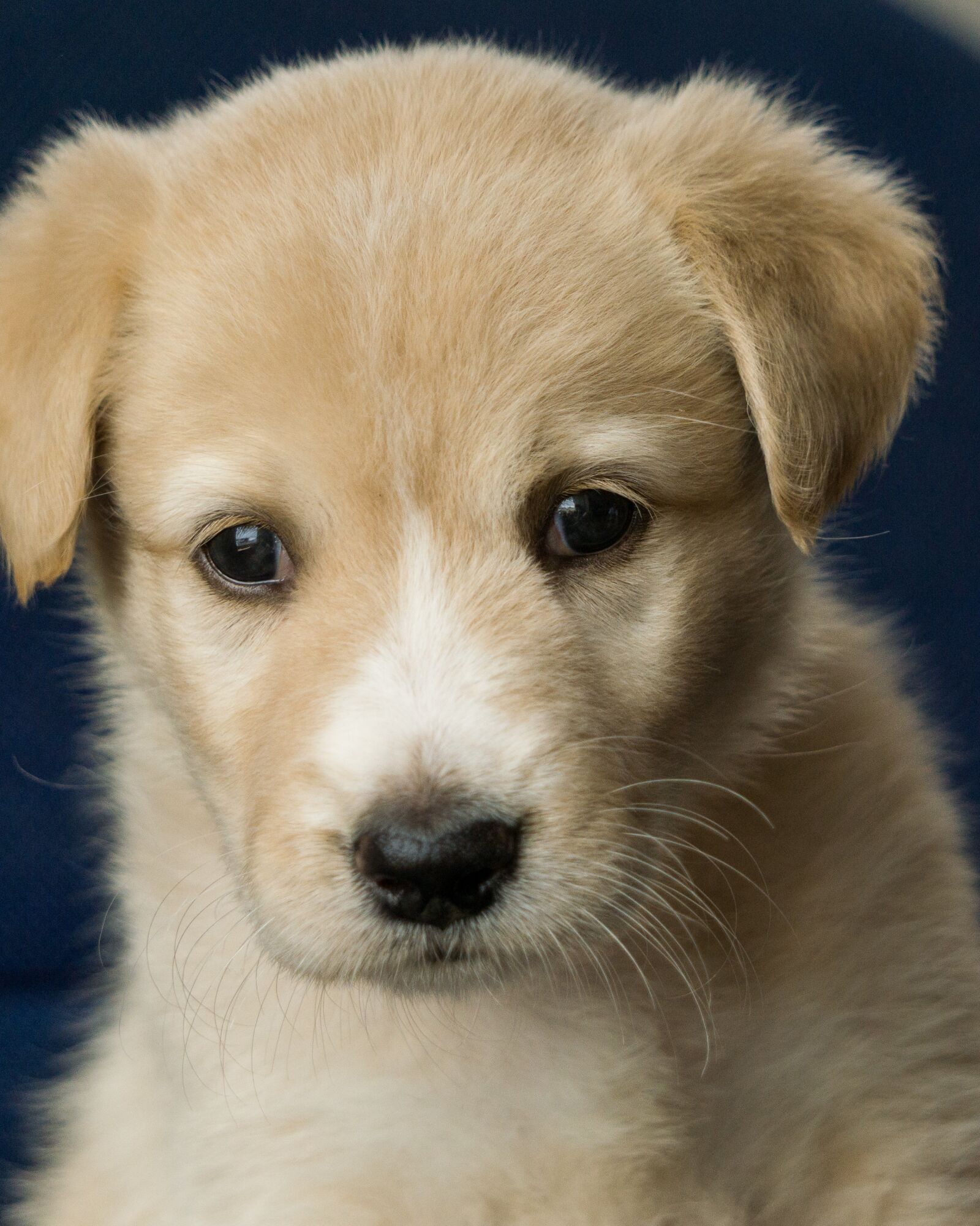 Sony E 55-210mm F4.5-6.3 OSS sample photo. Animal, puppy, dog photography