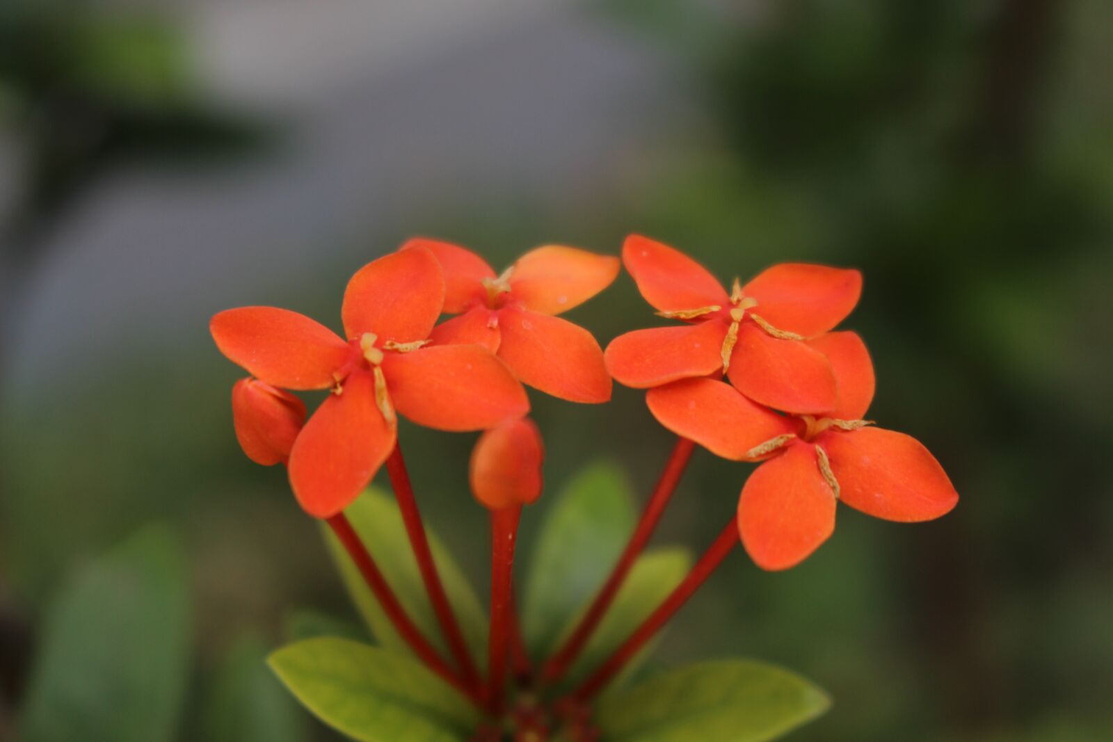 Canon EOS 700D (EOS Rebel T5i / EOS Kiss X7i) sample photo. Nature, beautiful, natural photography