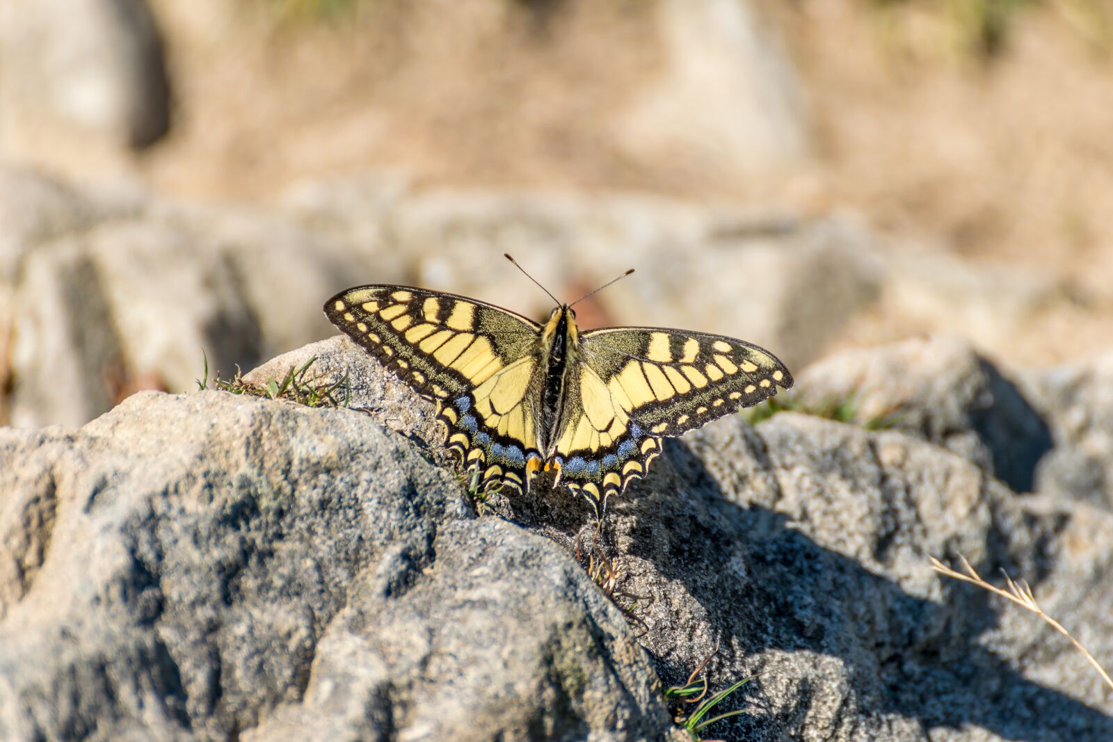 Tamron SP 70-300mm F4-5.6 Di VC USD sample photo. Butterfly, yellow, black photography