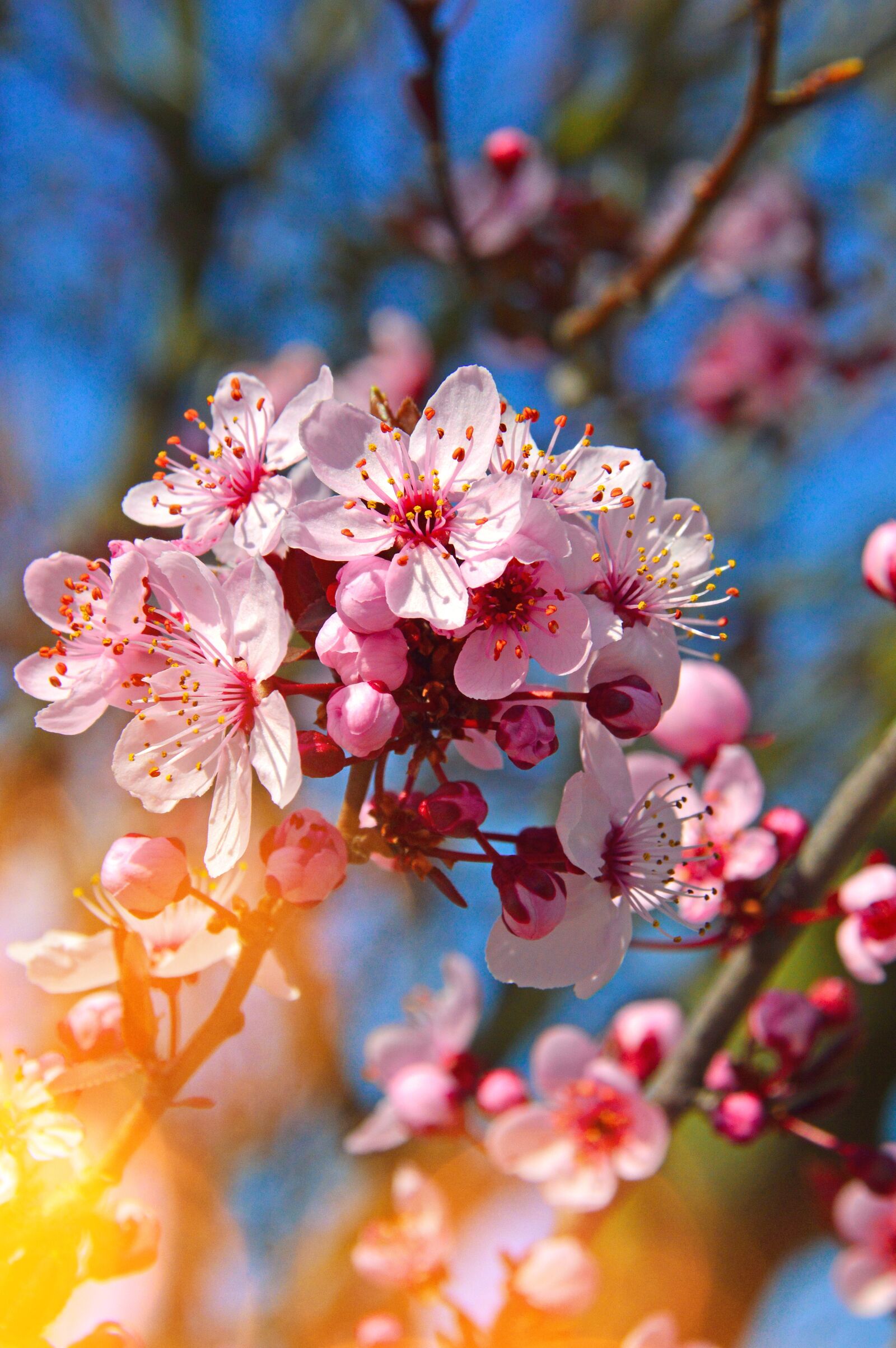Nikon D3200 sample photo. Flower, nature, cherry photography
